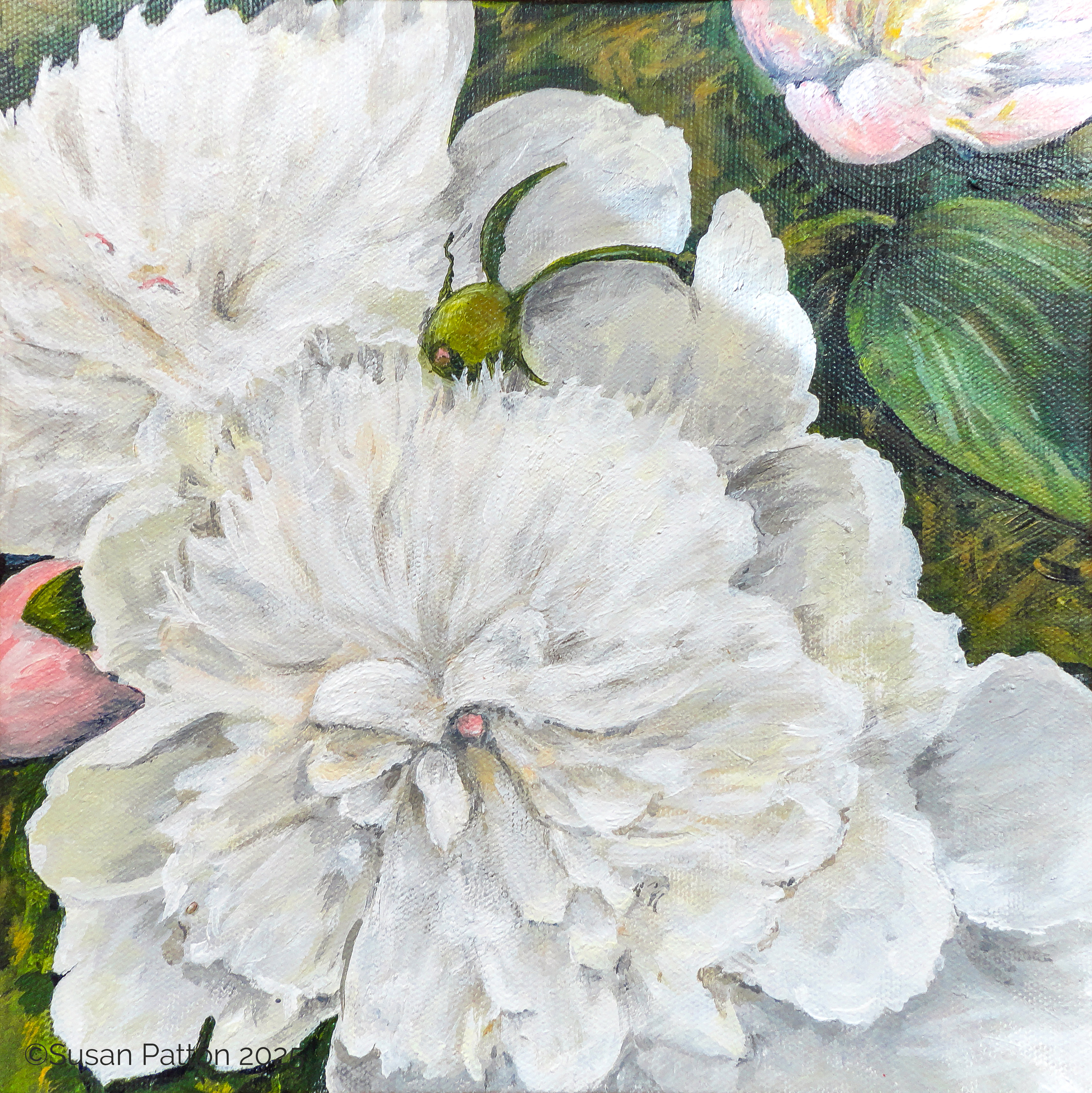 White Peonies painting by Susan Patton