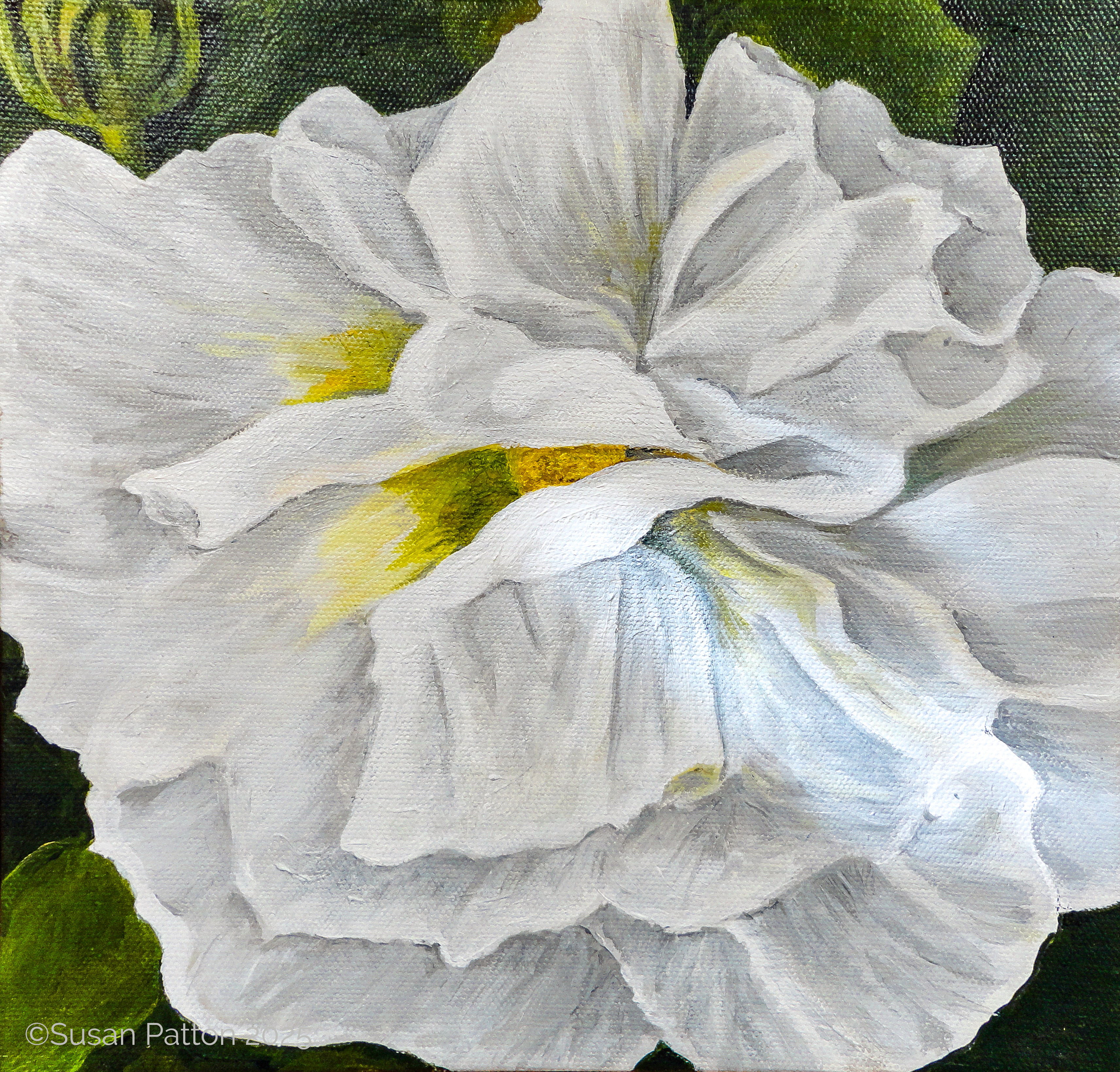 White Hybiscus painting by Susan Patton