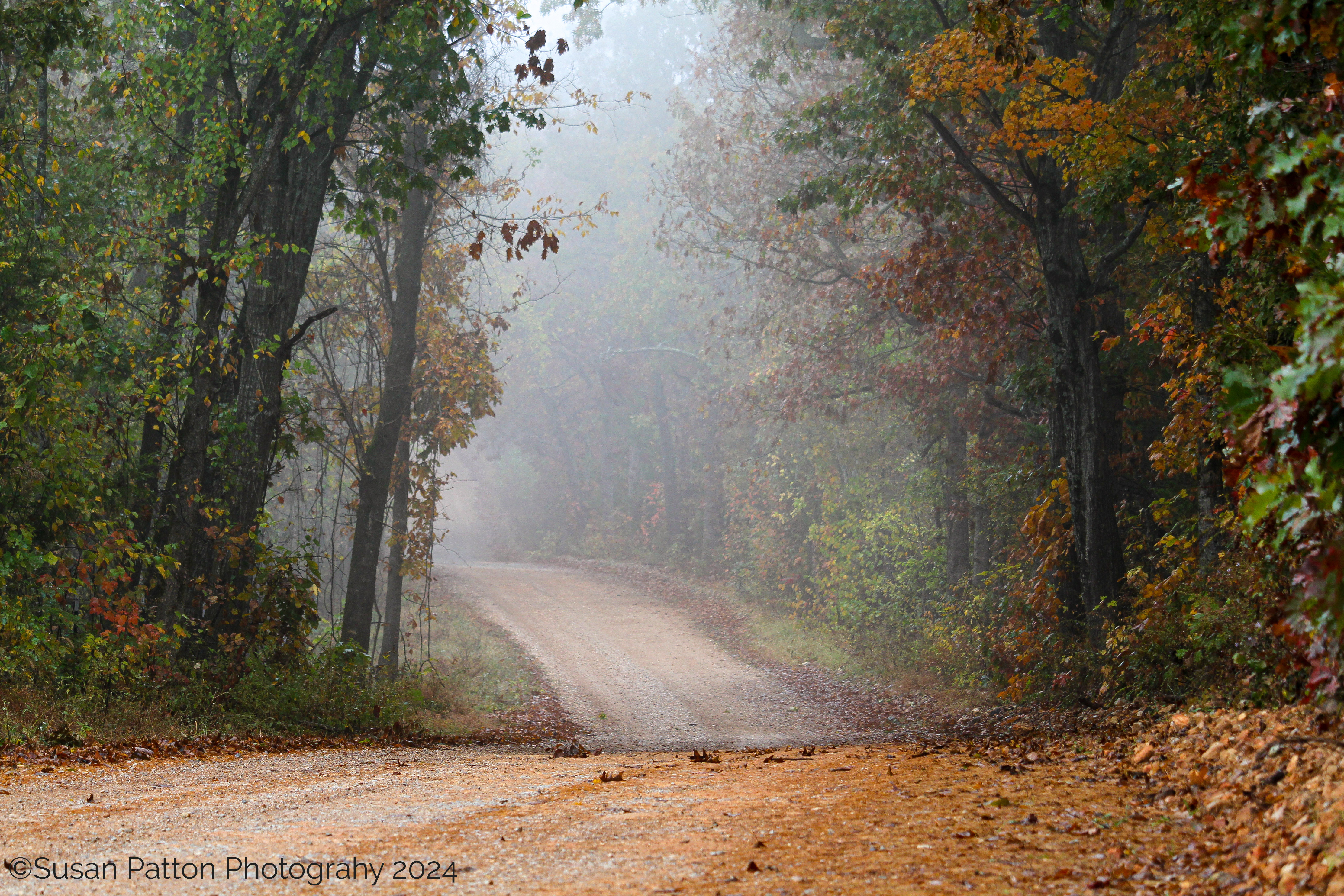 Foggy Lane photograph taken by Susan Patton