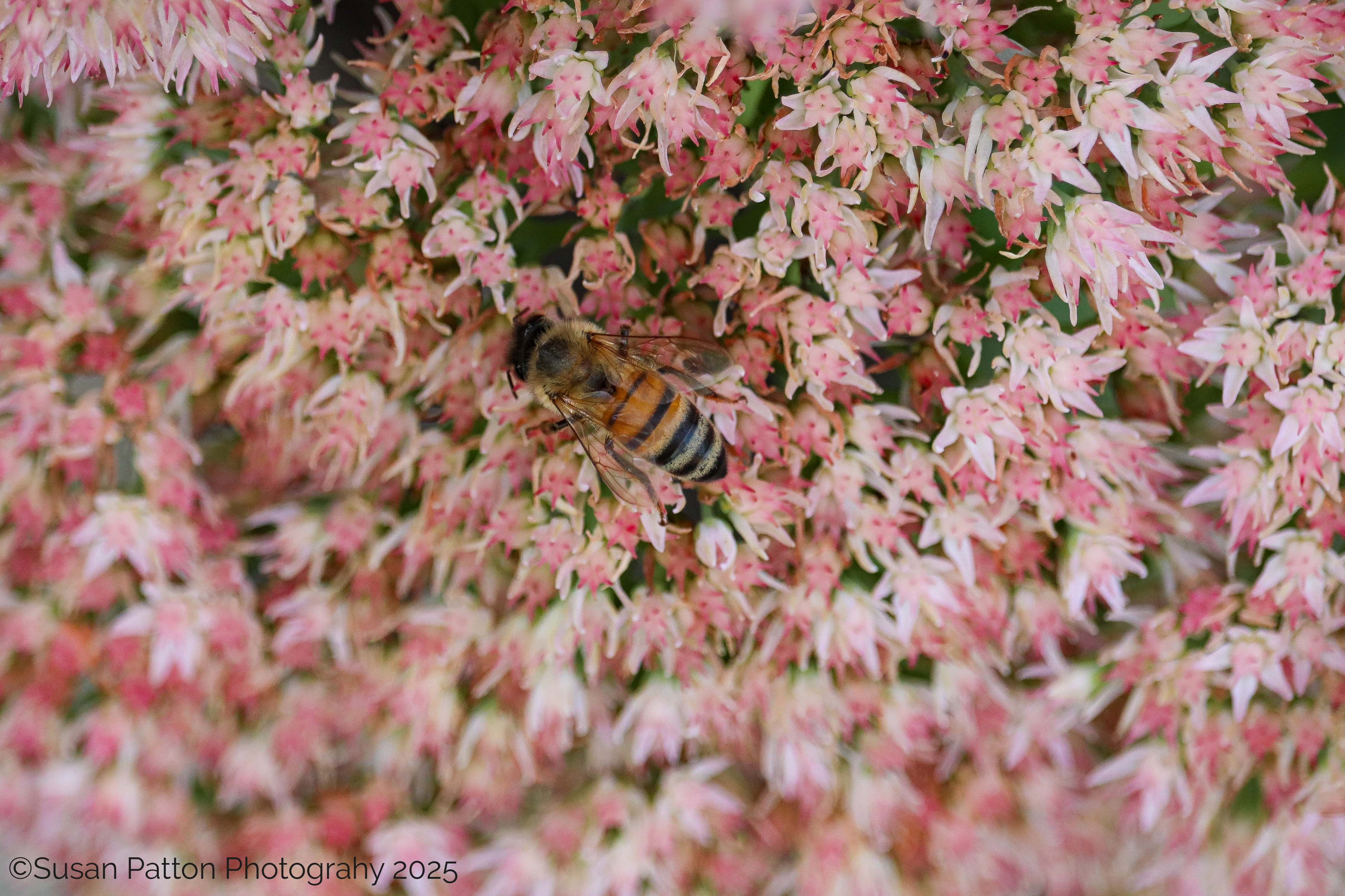 Bee in the Seedum photograph taken by Susan Patton