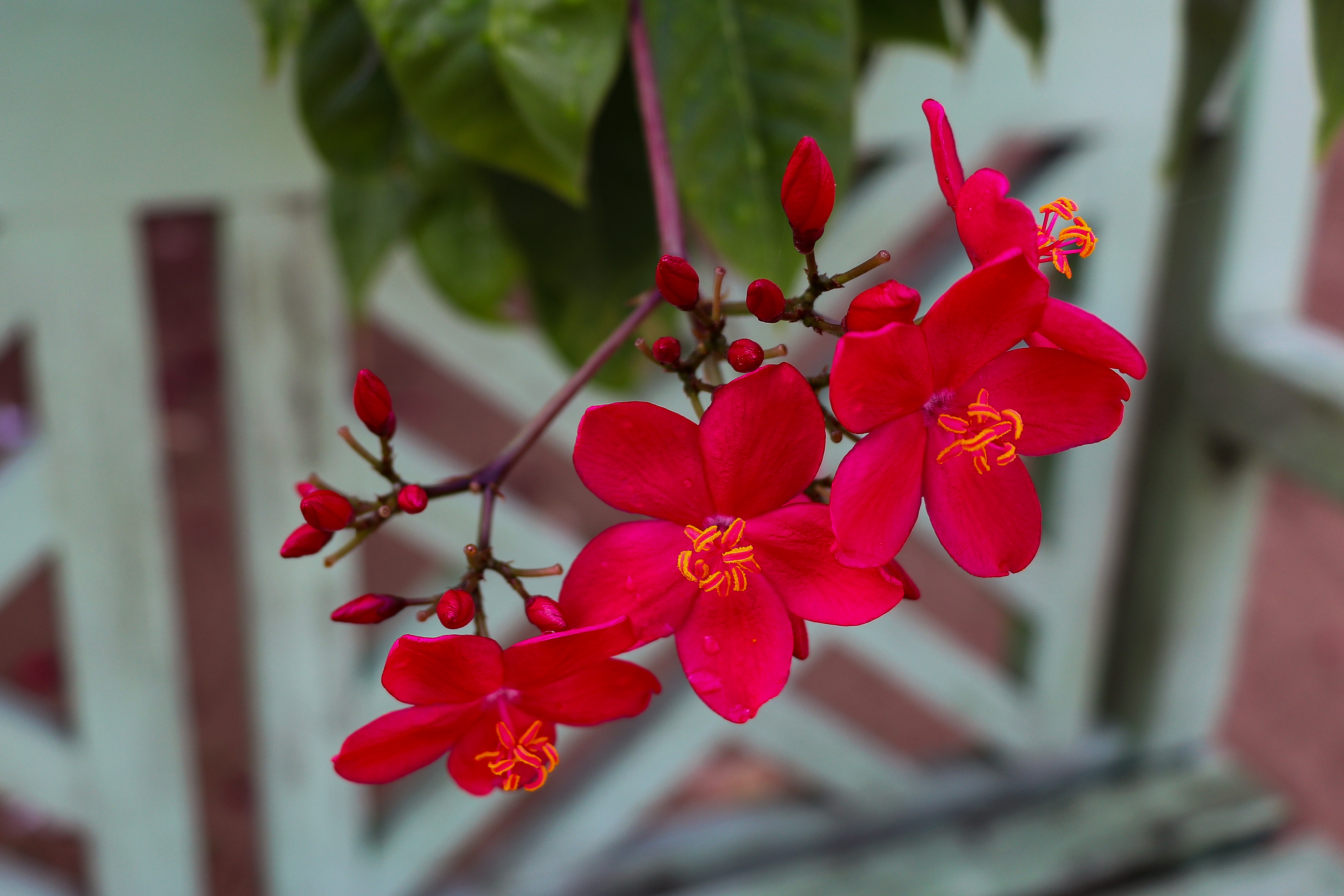 Flower in Roatan photograph taken by Susan Patton