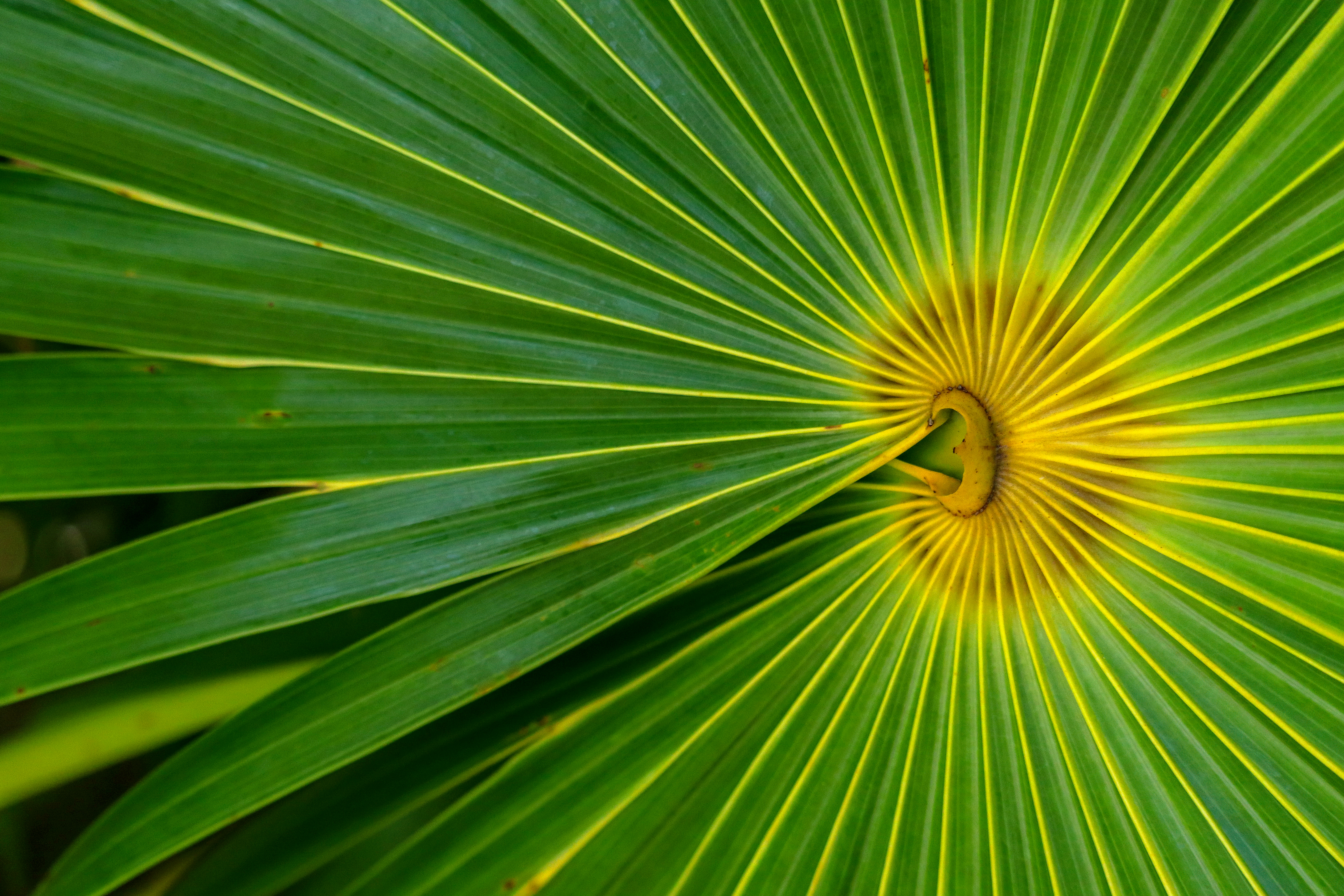 Leaf pattern seen in Roatan photograph taken by Susan Patton