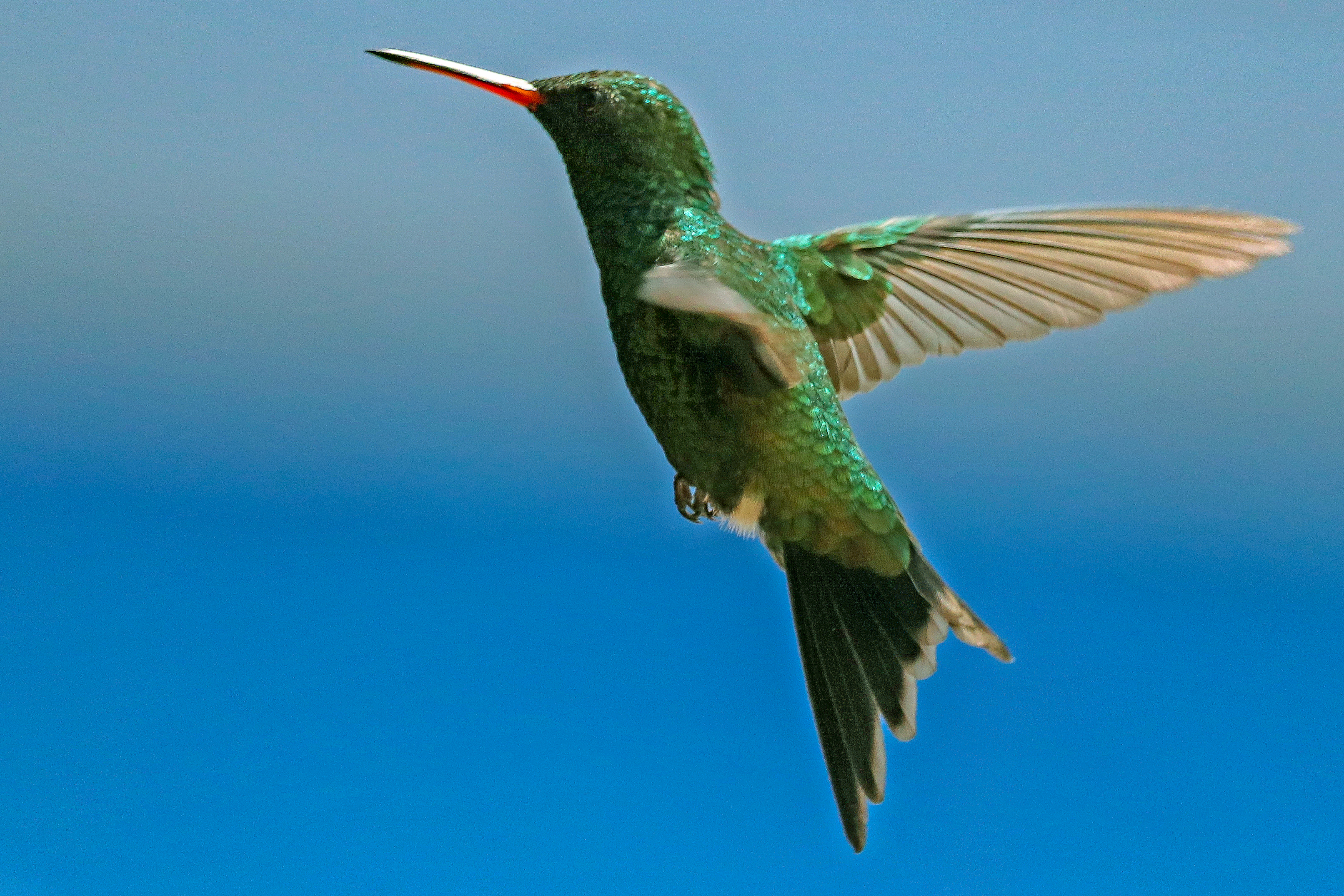 Hummingbird in Flight photograph taken by Susan Patton