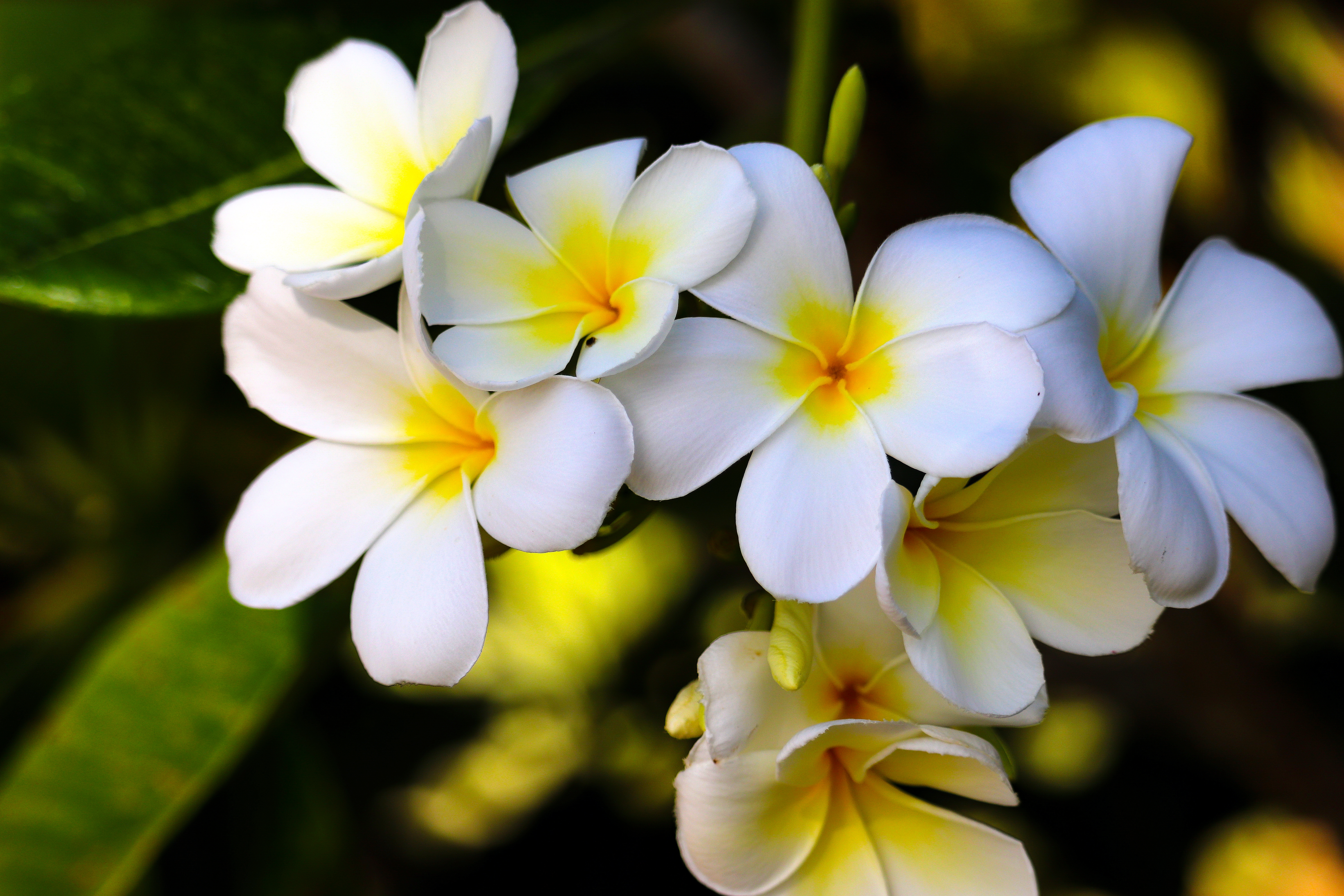 White Plumeria photograph taken by Susan Patton