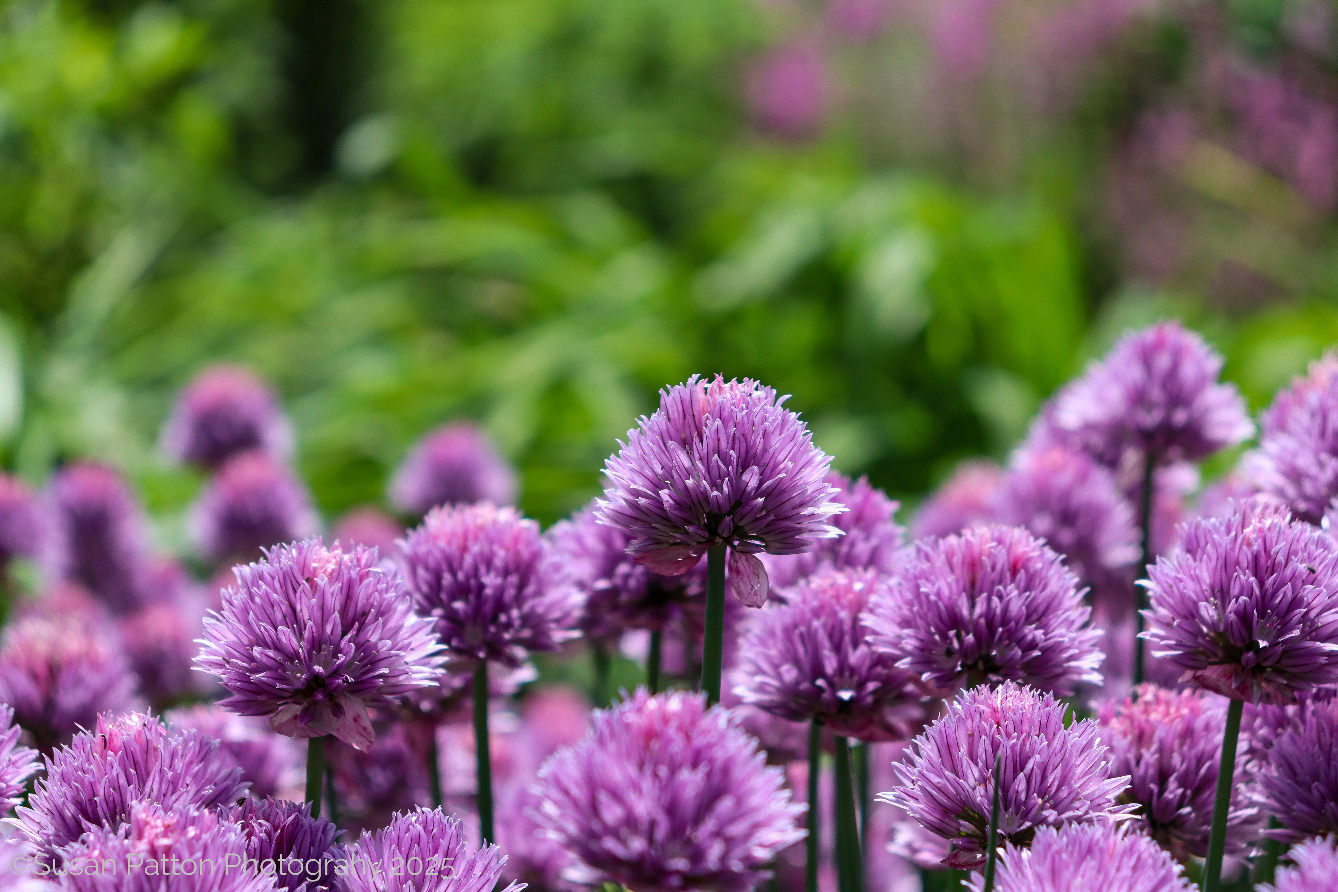 Purple Clover photograph taken by Susan Patton