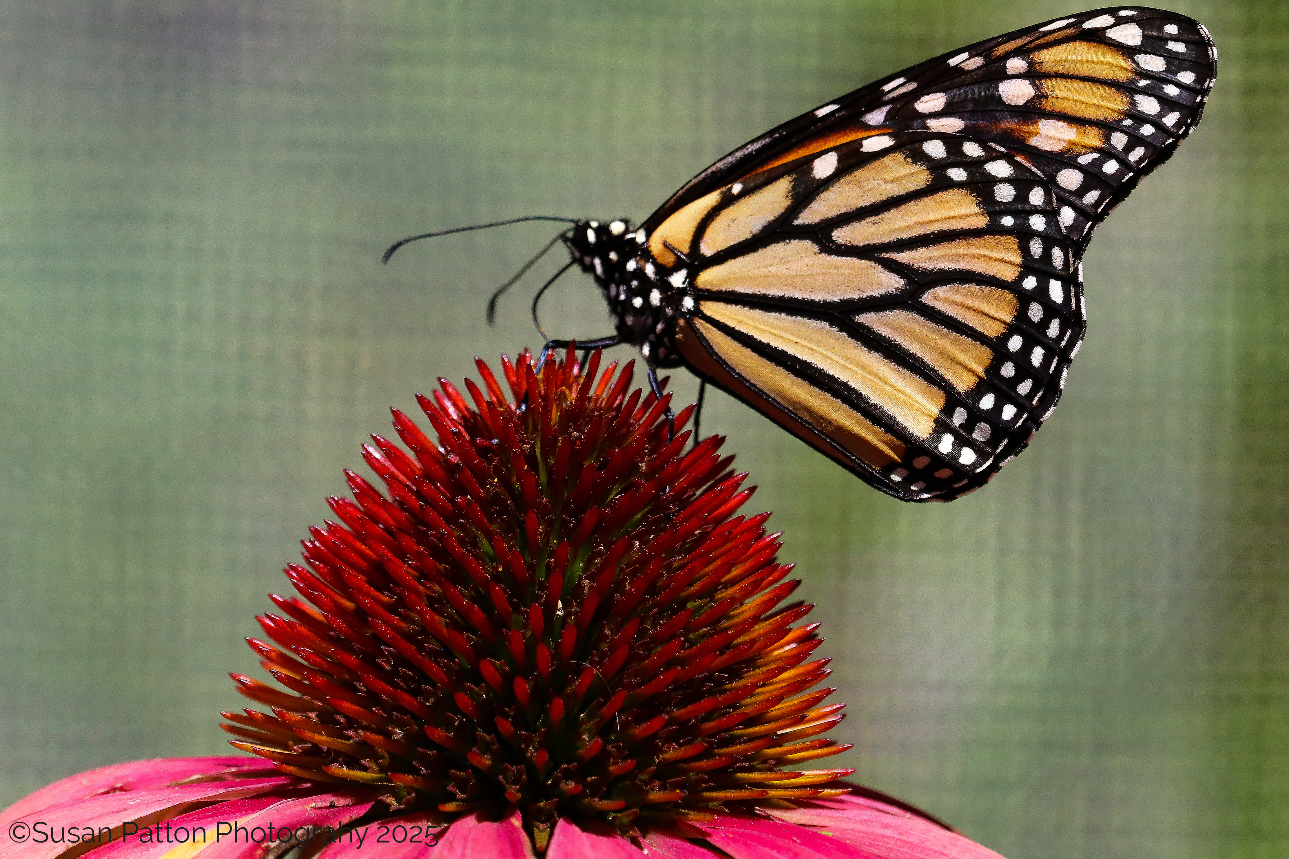 Monarch on Echinacea photograph taken by Susan Patton