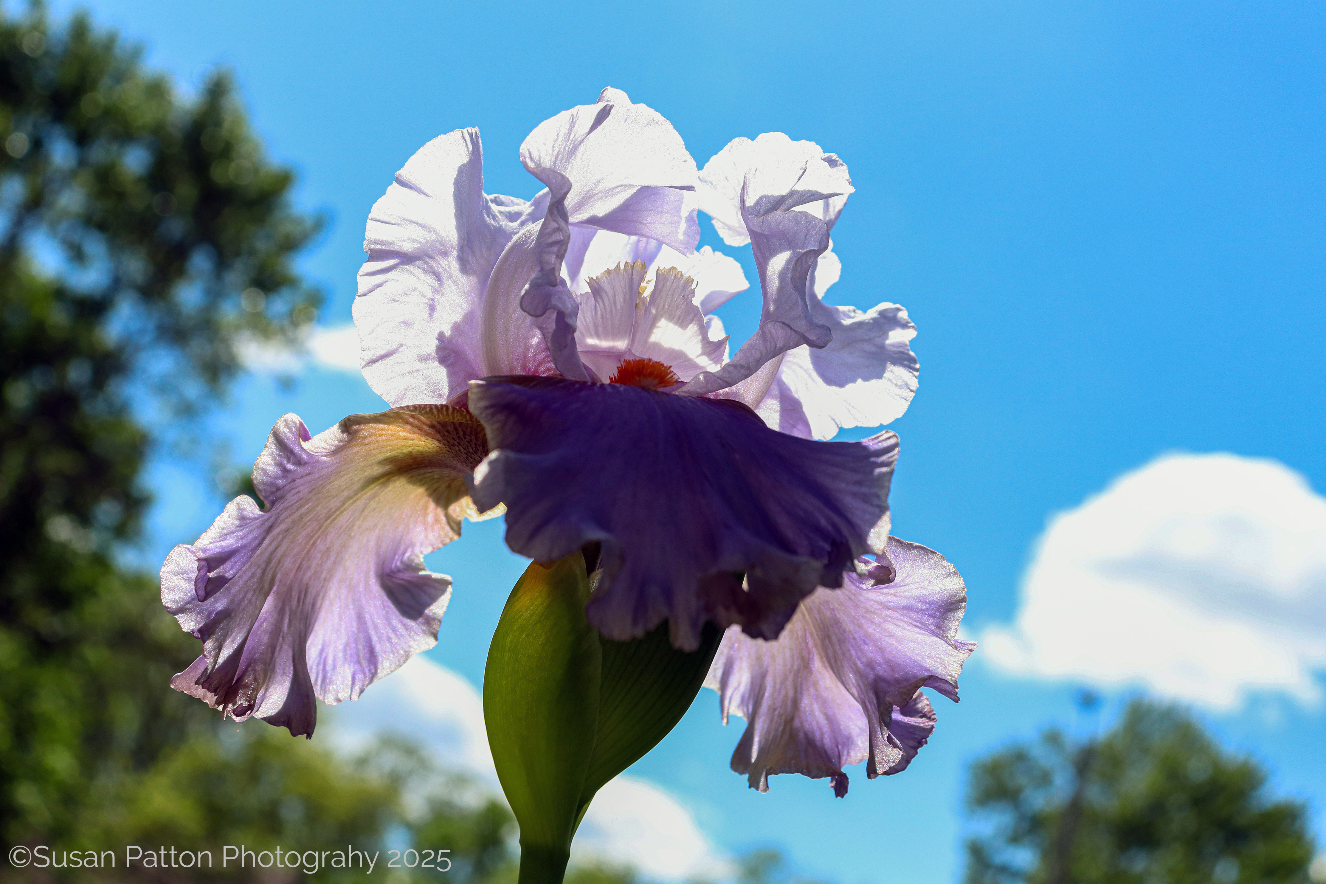 Iris and Blue Skies photograph taken by Susan Patton