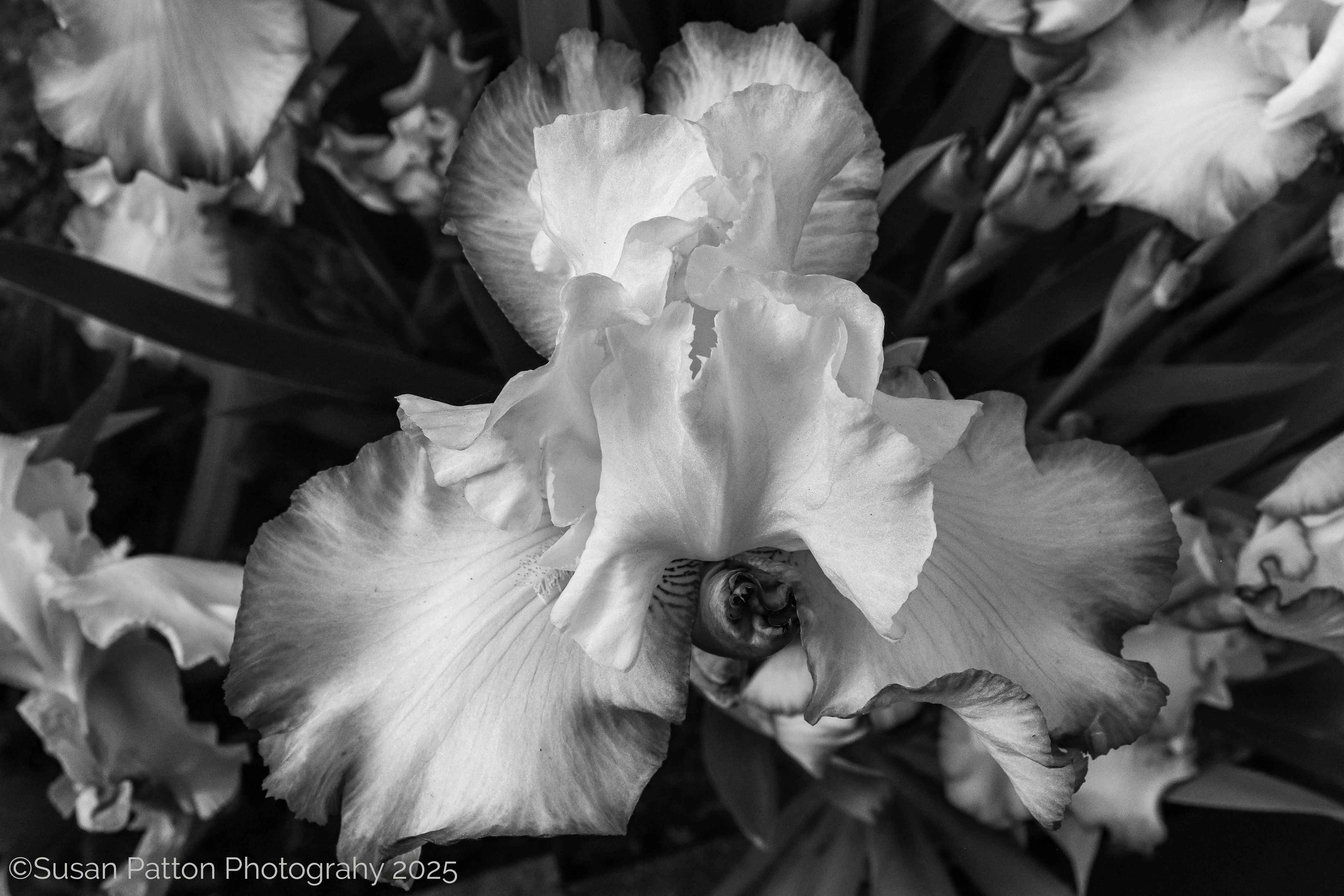 Iris photograph by Susan Patton