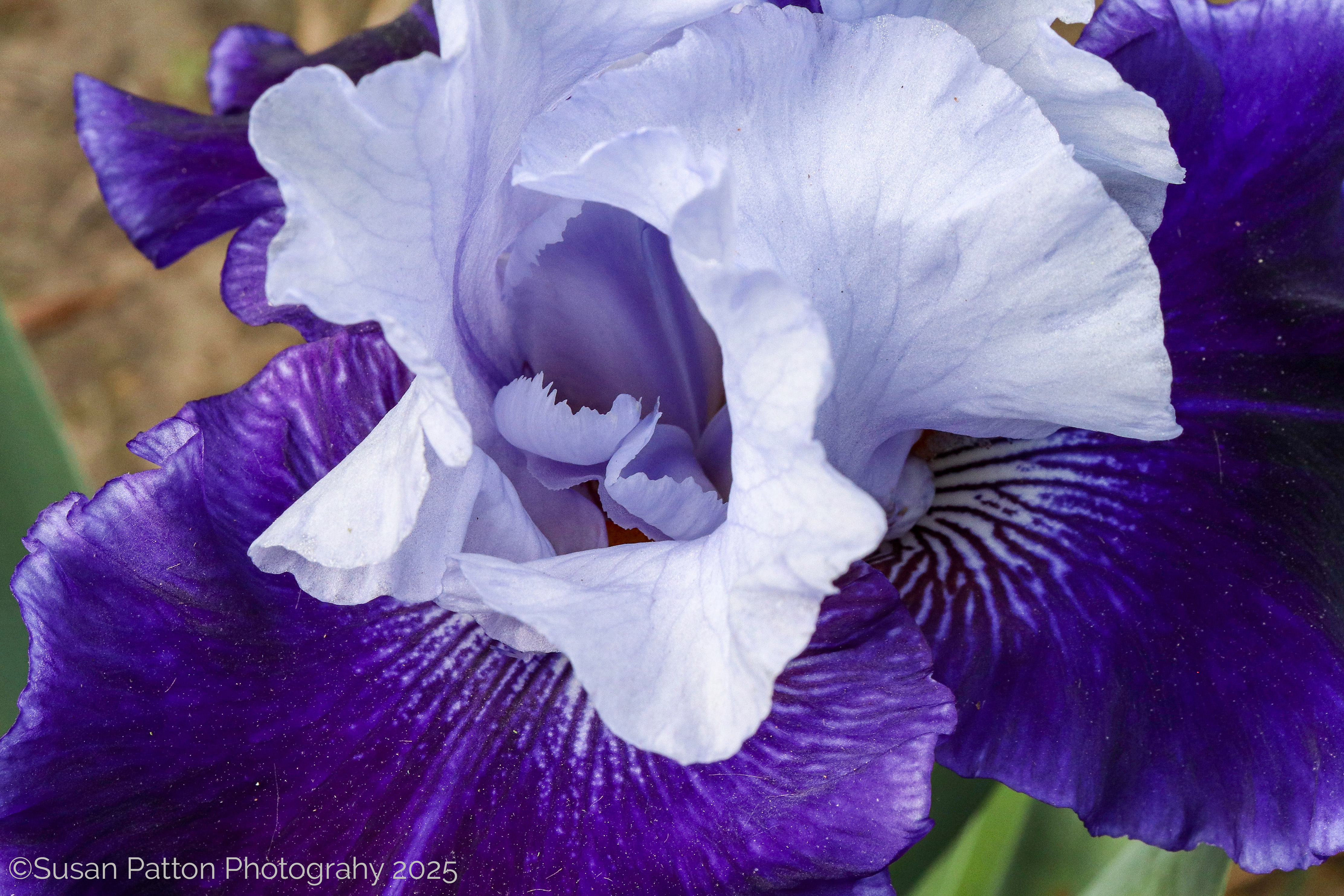 Macro Purple Irisa photograph taken by Susan Patton