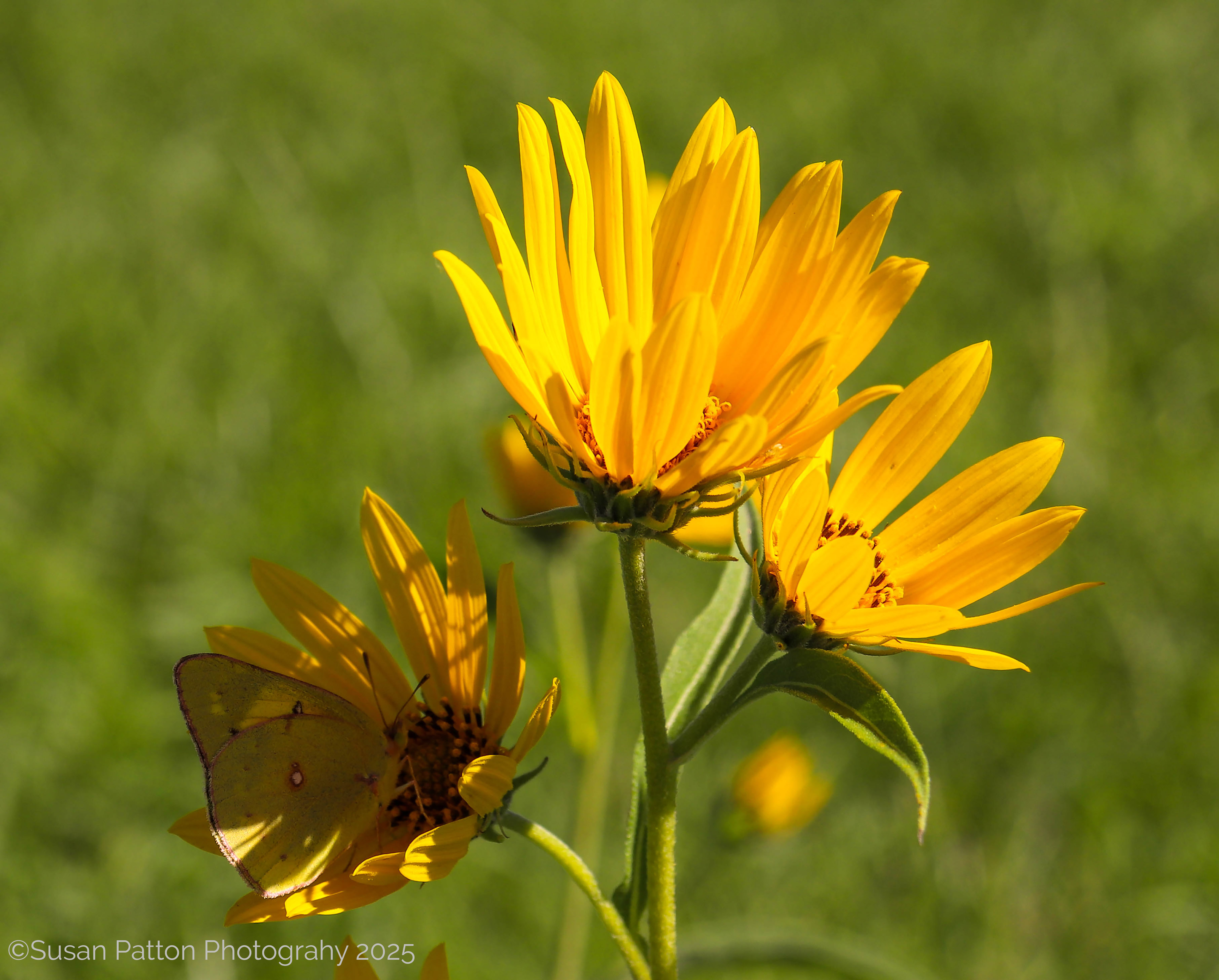 Wildflowers photograph taken by Susan Patton