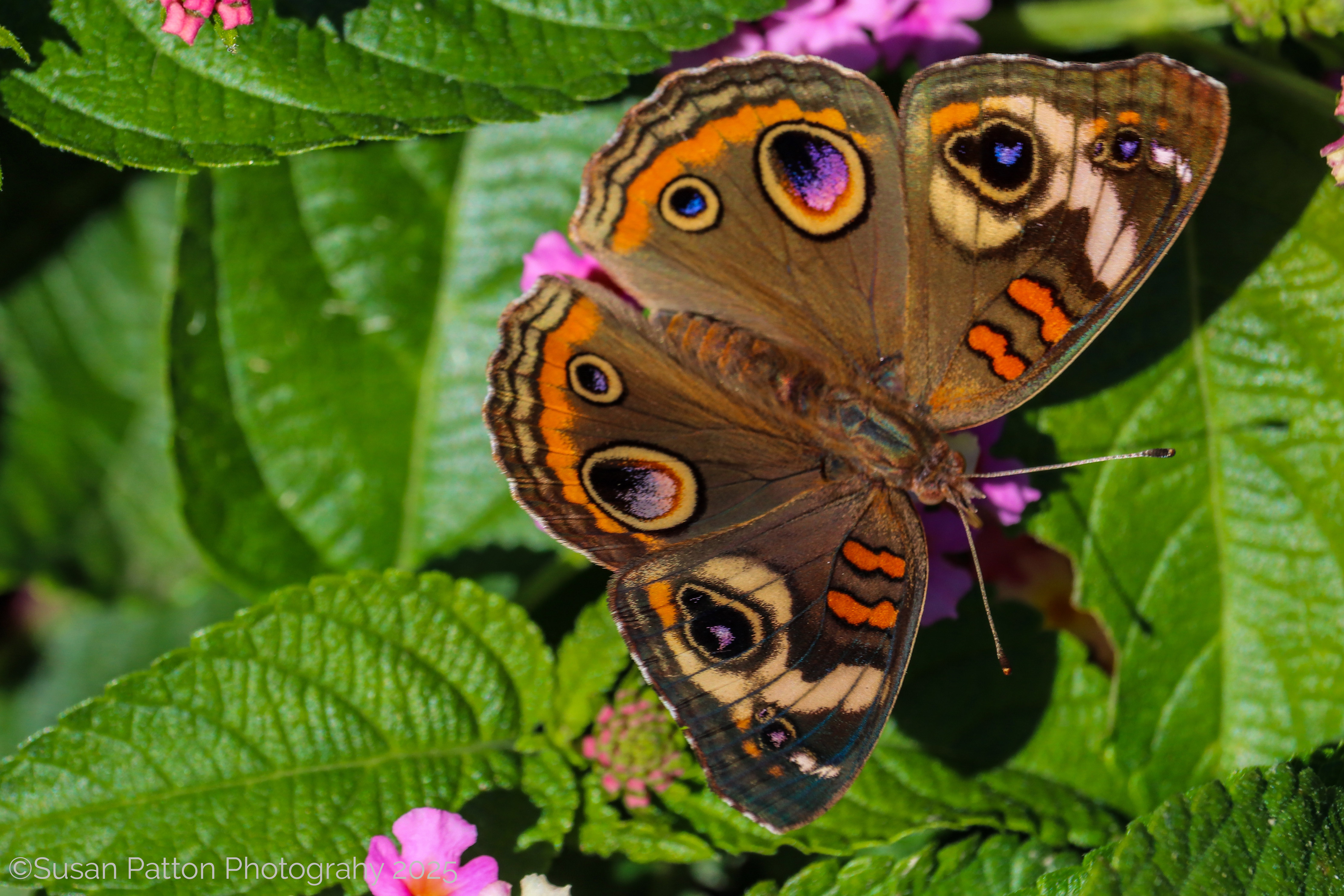 Buckeye Moth photograph taken by Susan Patton