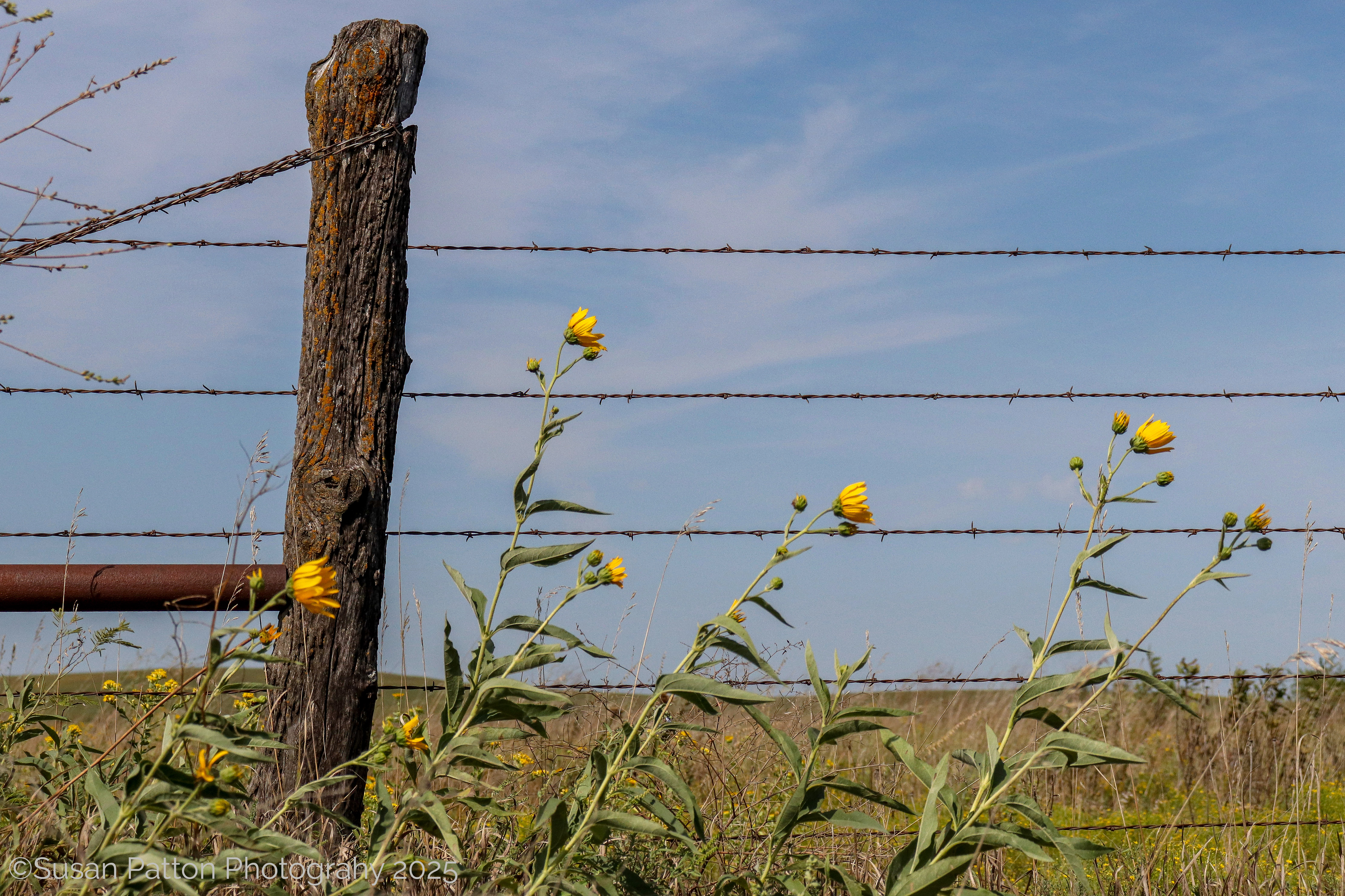 Sunflowers and fence photograph by Susan Patton