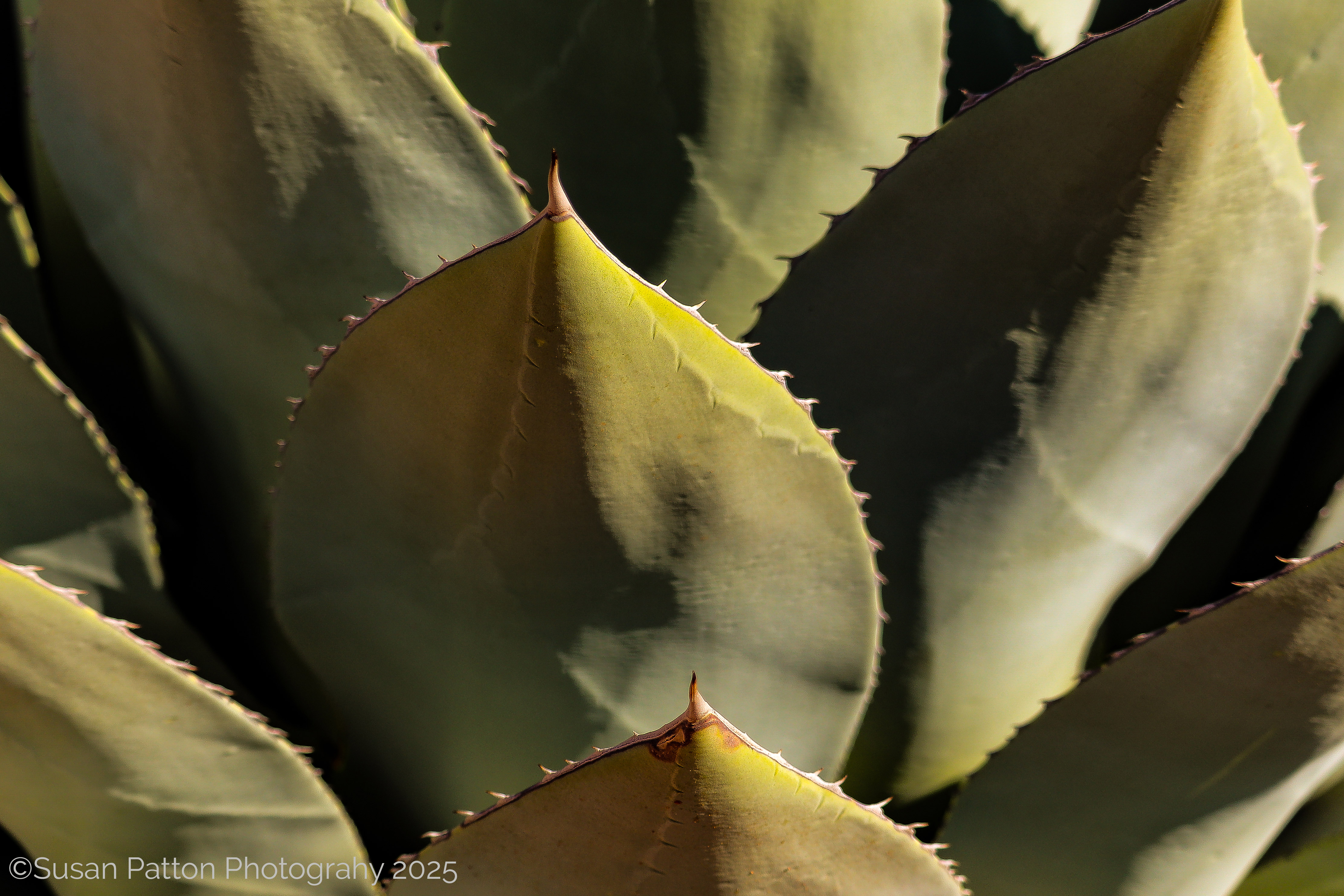 Cactus, Southern Utah photograph taken by Susan Patton