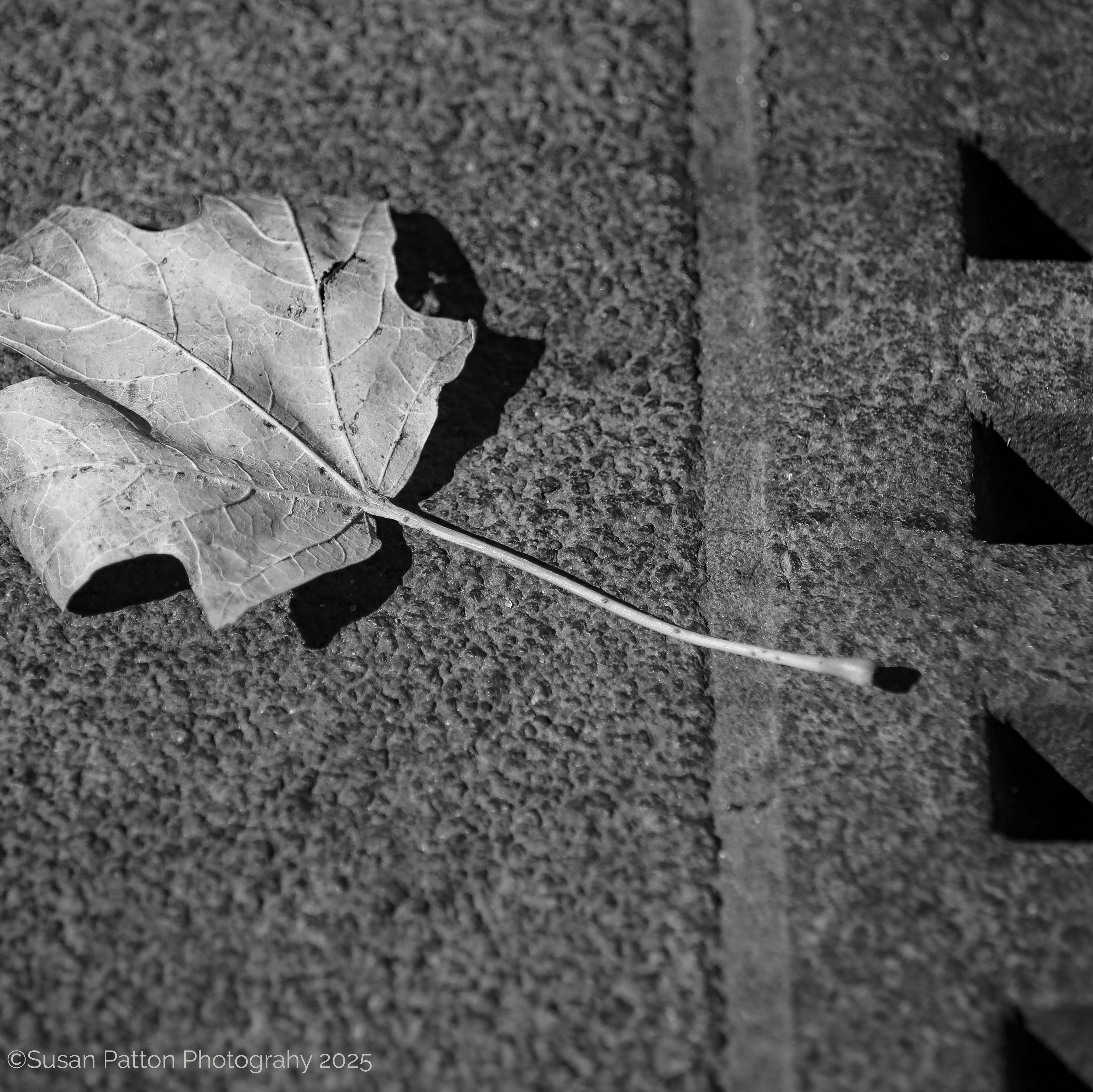 Leaf photograph by Susan Patton