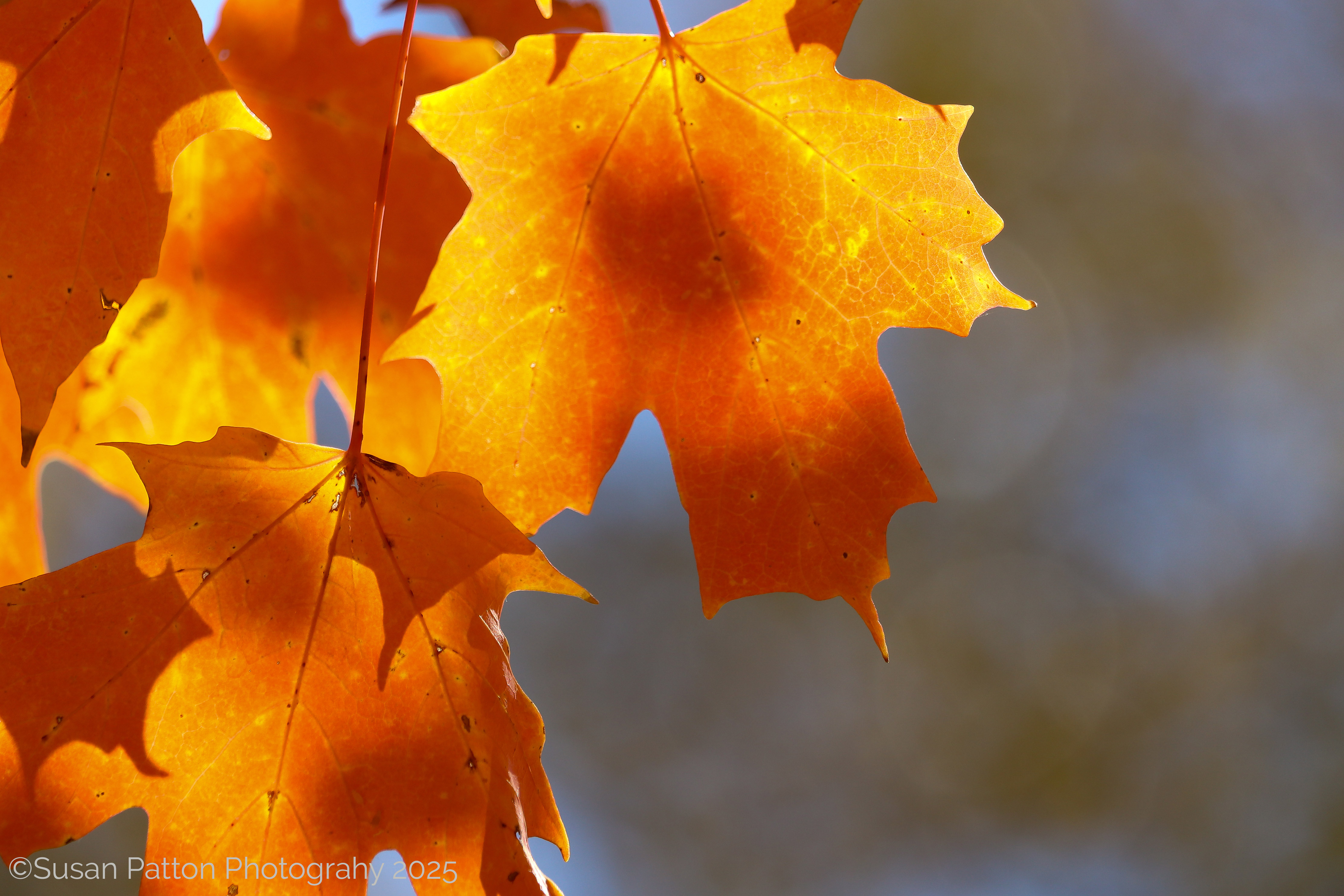 Fall Leaves photograph taken by Susan Patton