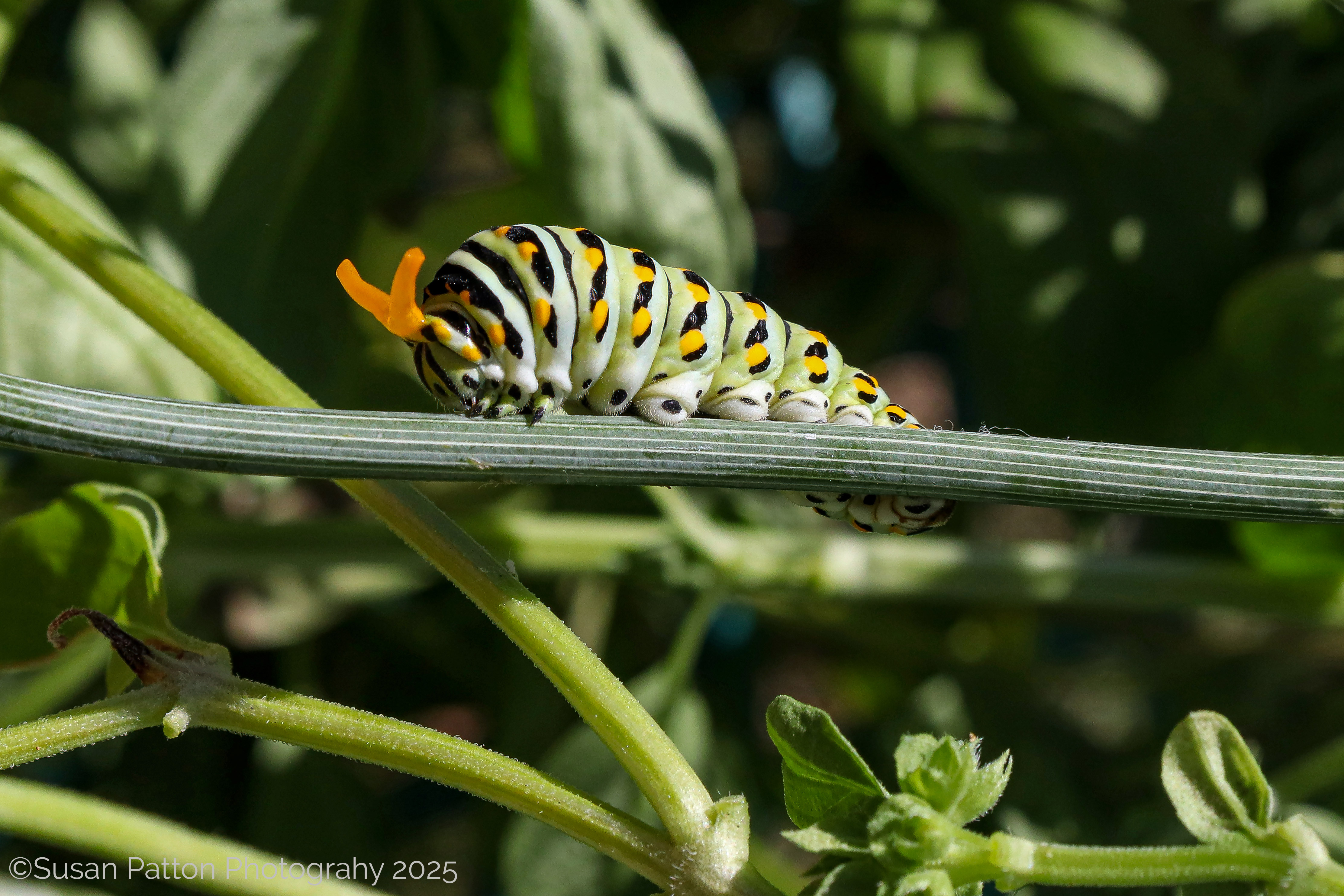 Caterpillar in the Garden photograph taken by Susan Patton