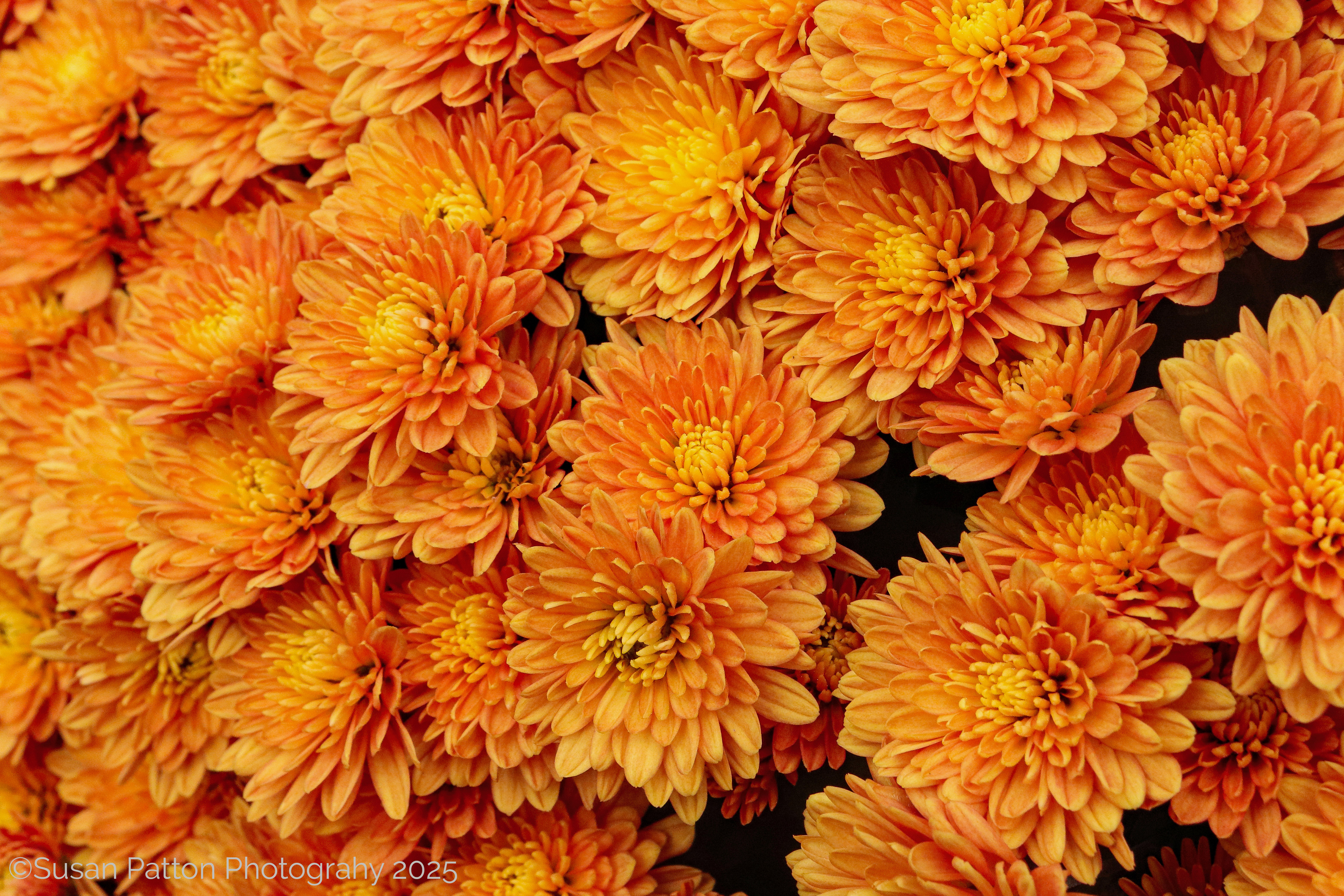 Mums with Bees photograph taken by Susan Patton