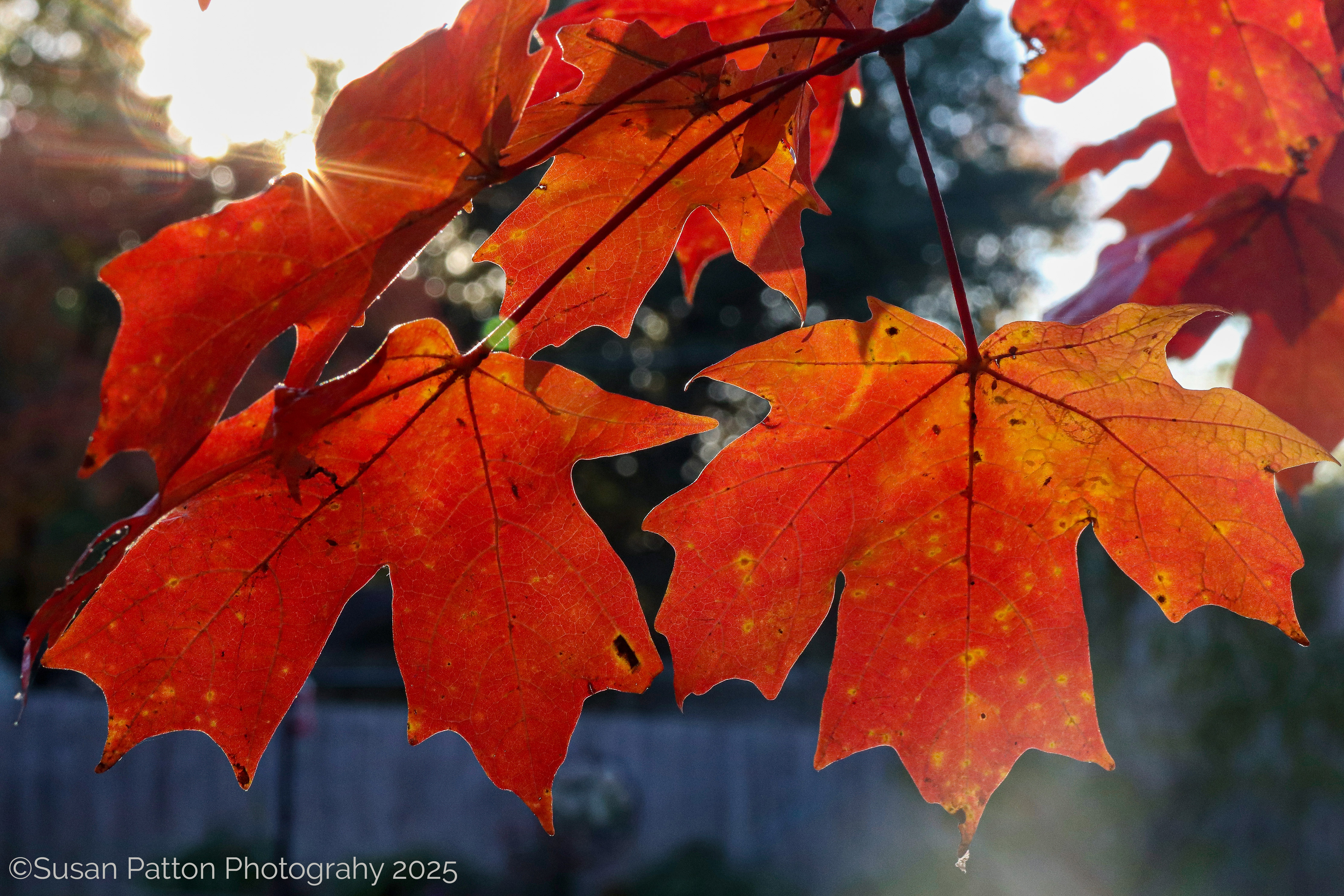 Fall Leaves photograph taken by Susan Patton