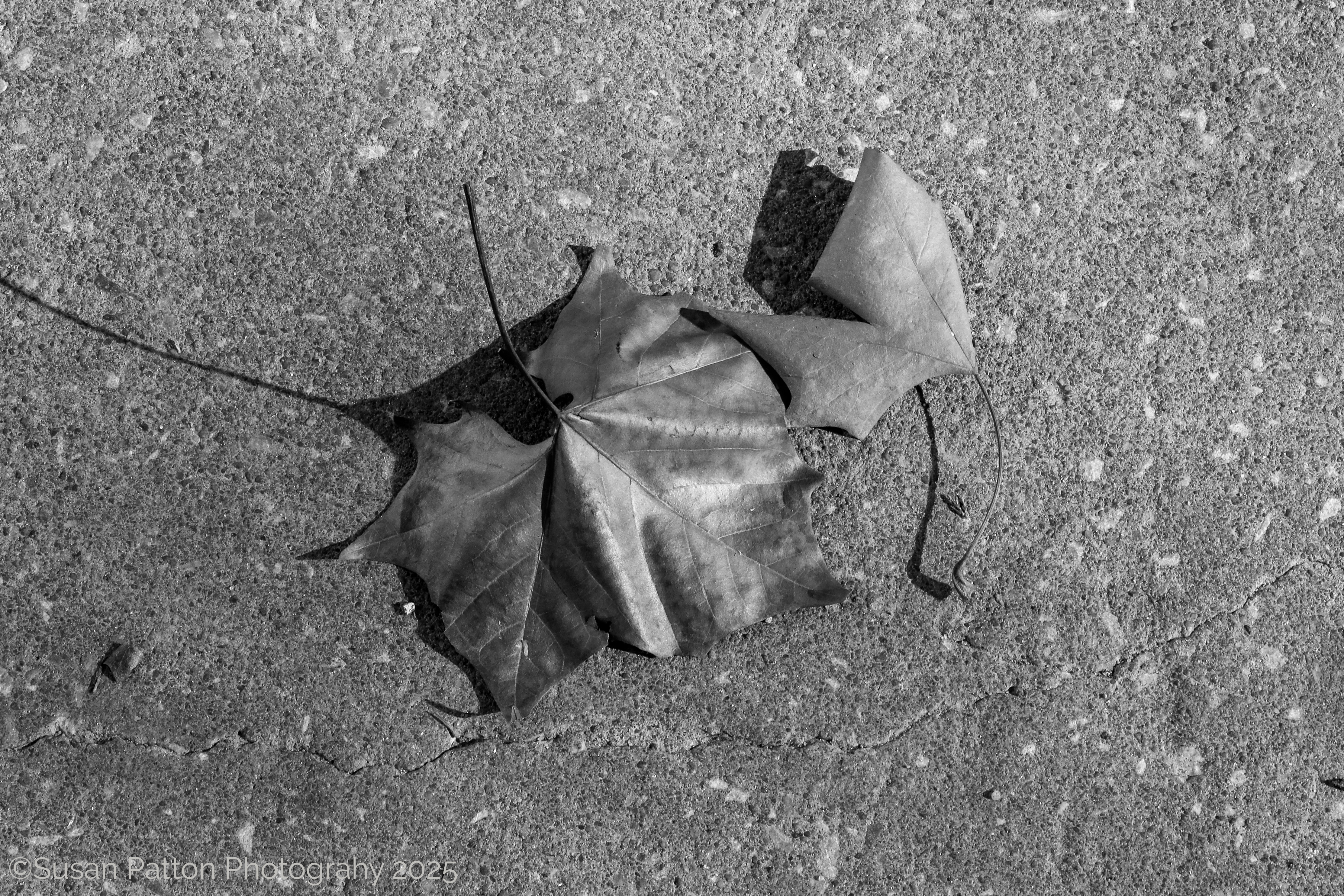 Leaf photograph by Susan Patton