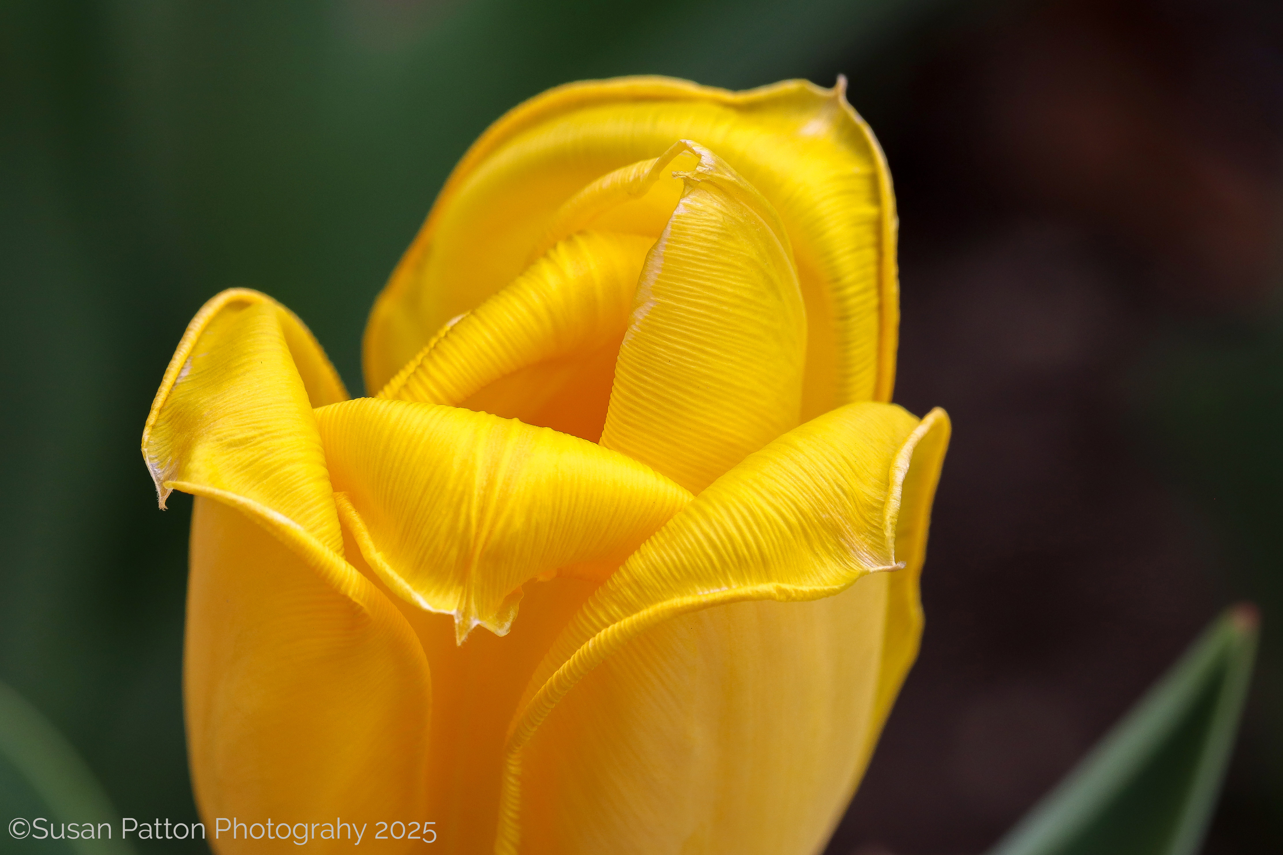 Tulip photograph taken by Susan Patton