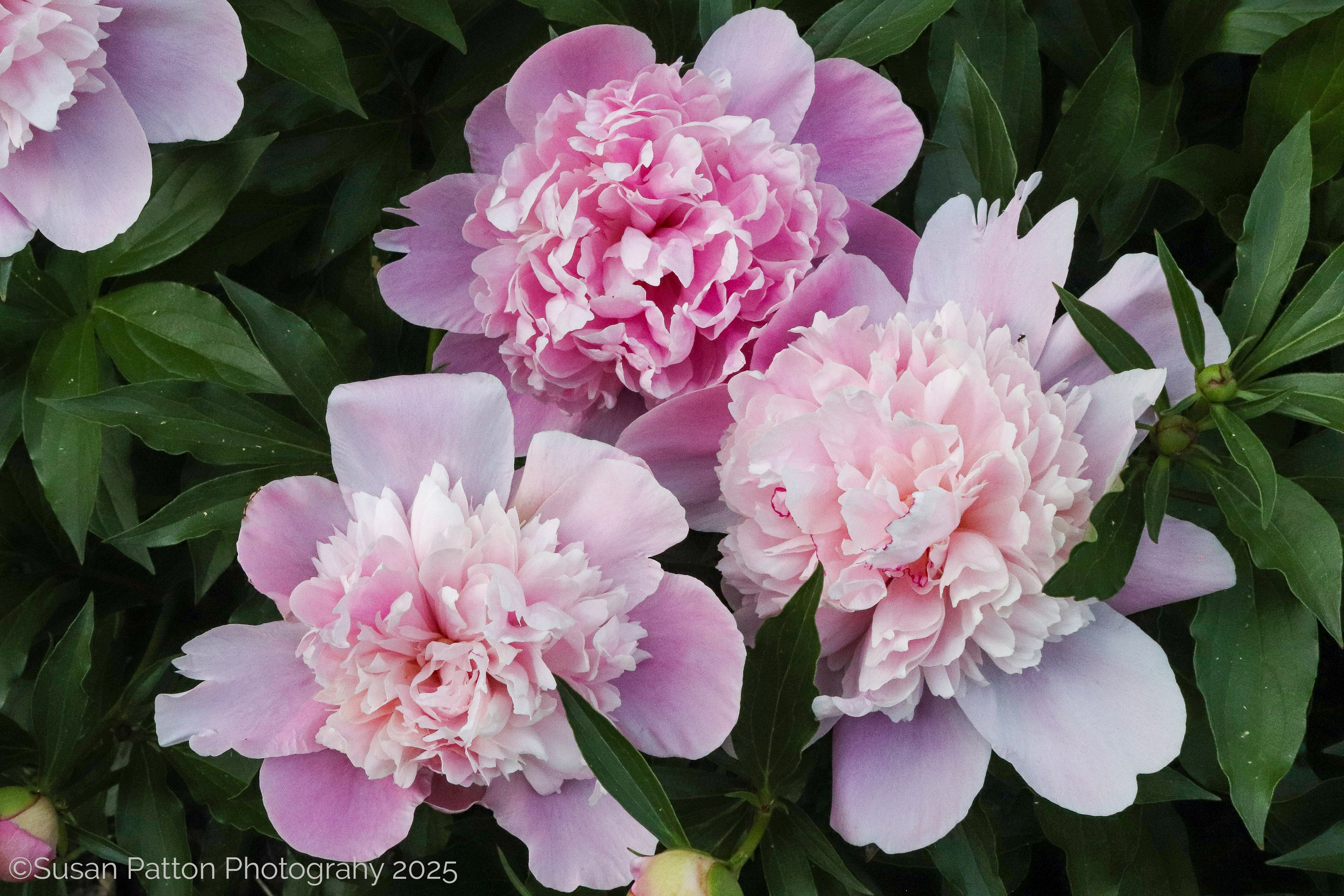 Pink Peonies photograph by Susan Patton