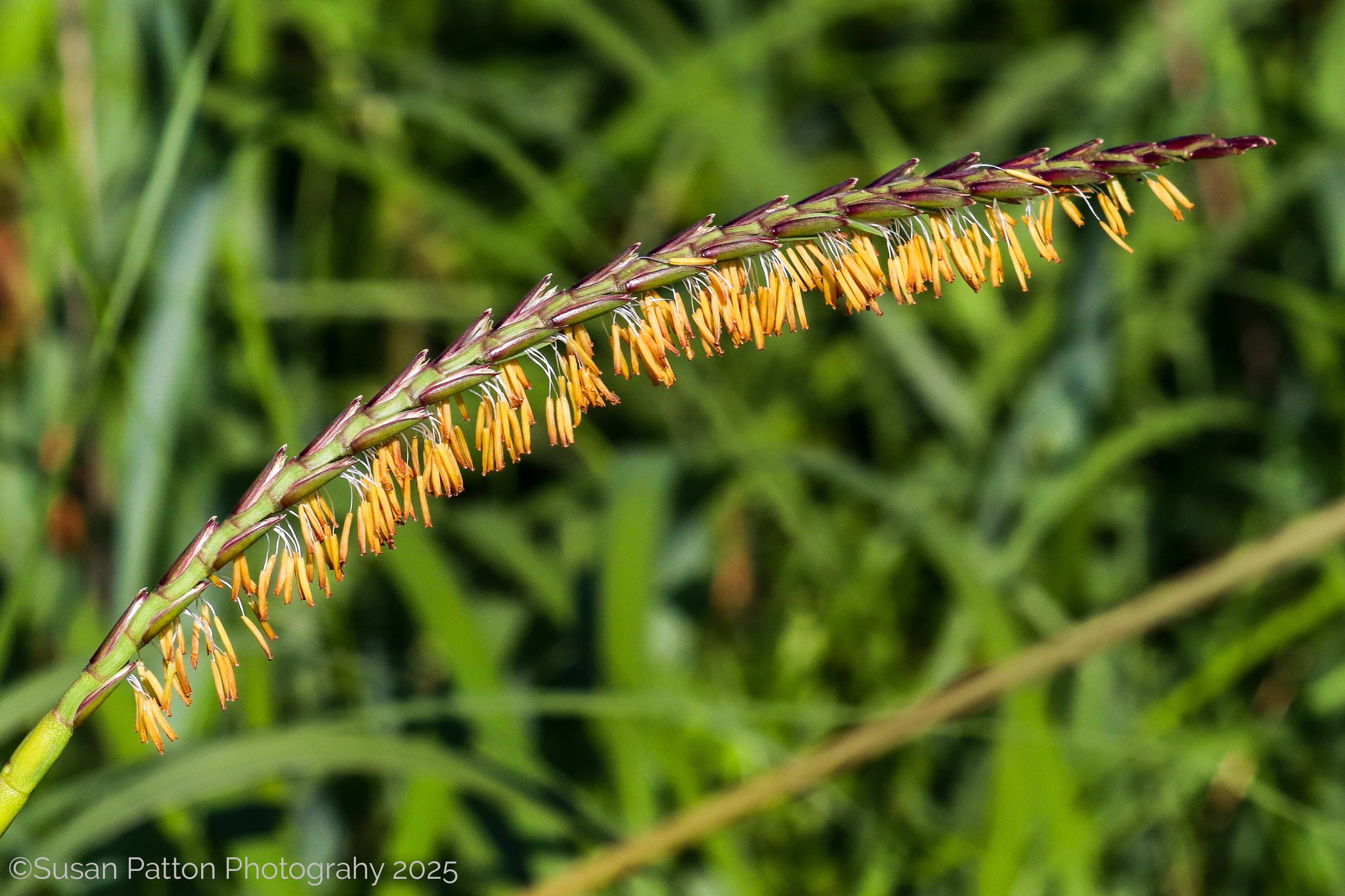 Wild Grass Stem photograph taken by Susan Patton