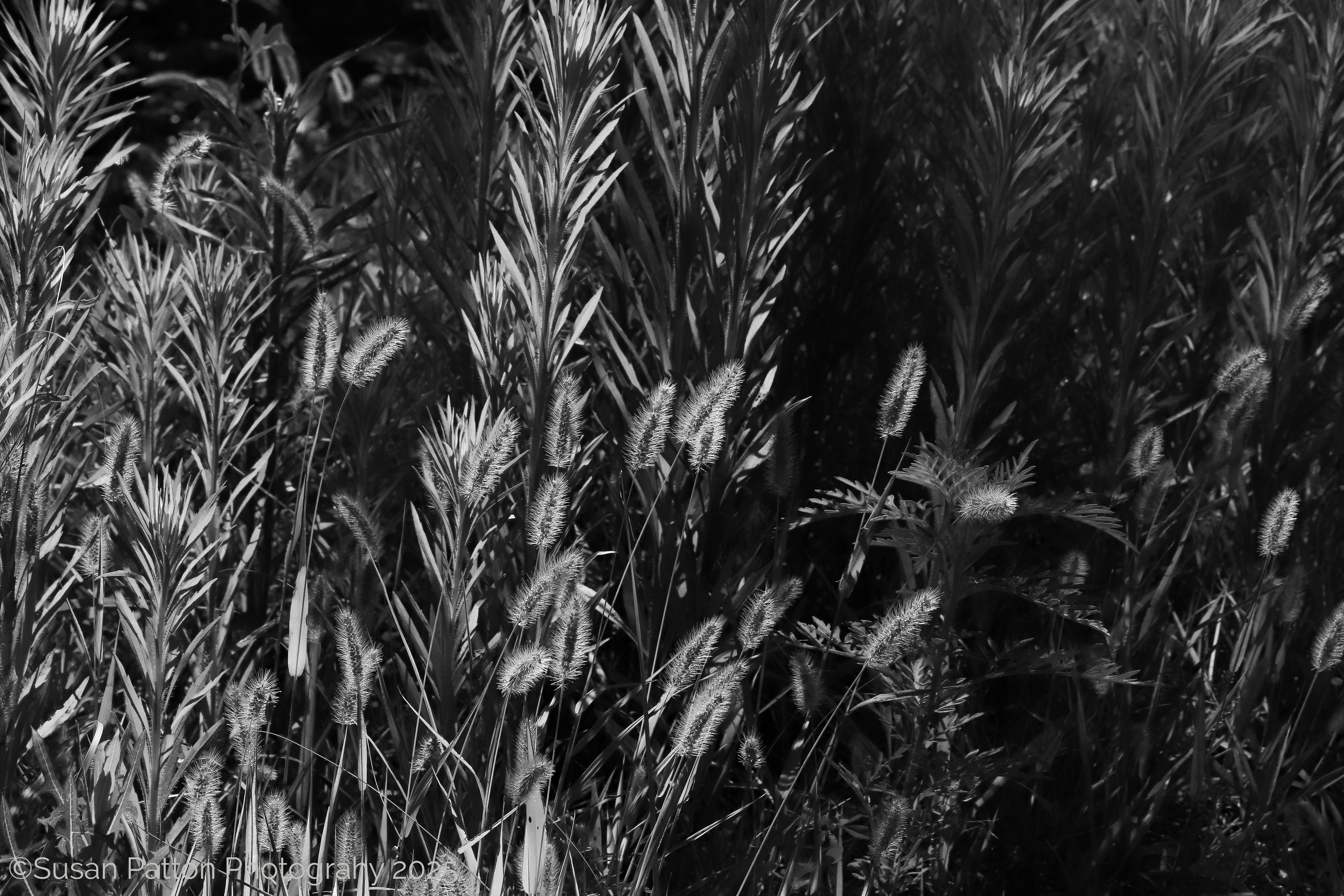 Prairie Grass photograph taken by Susan Patton