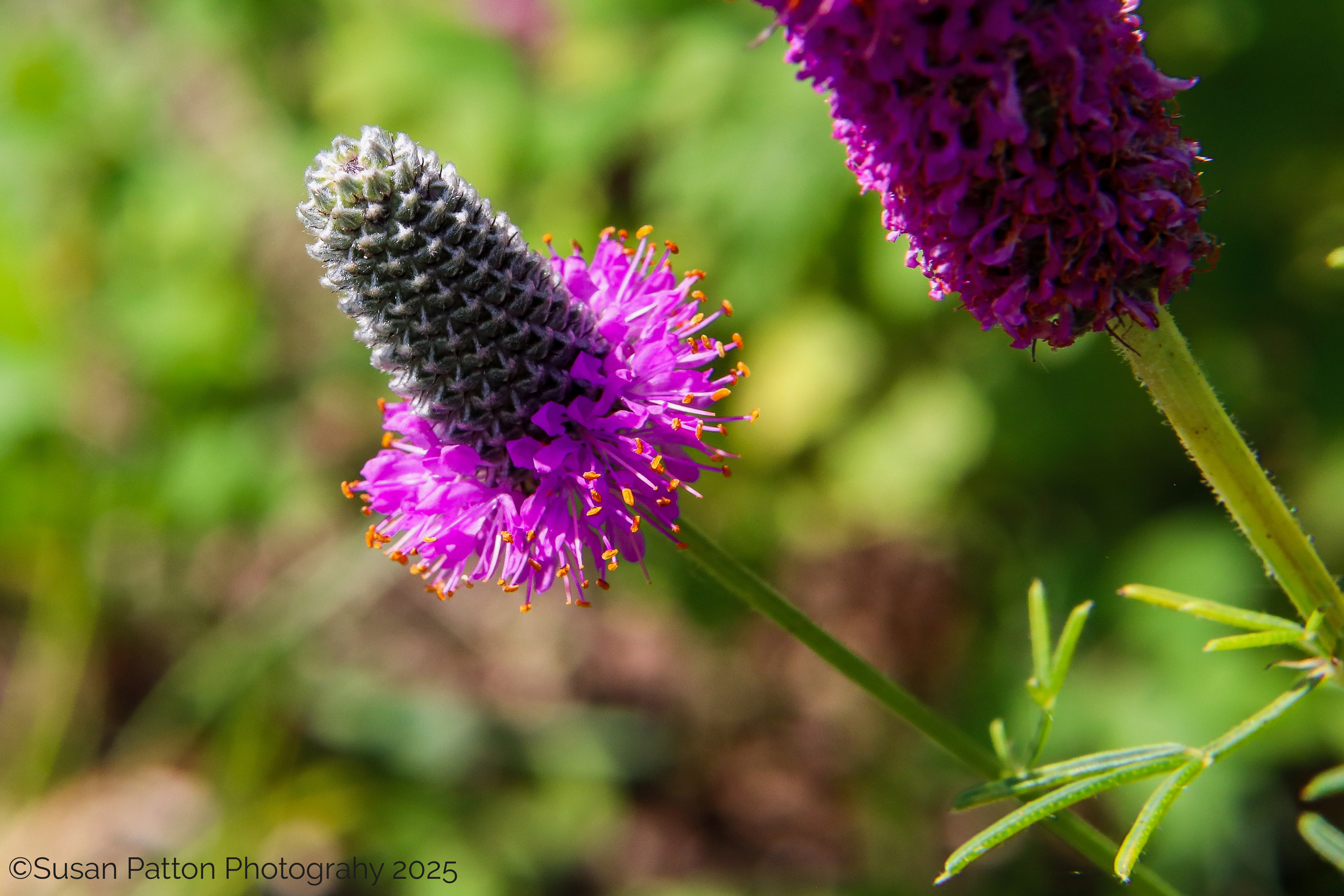 Flint Hills Wildflower photograph taken by Susan Patton