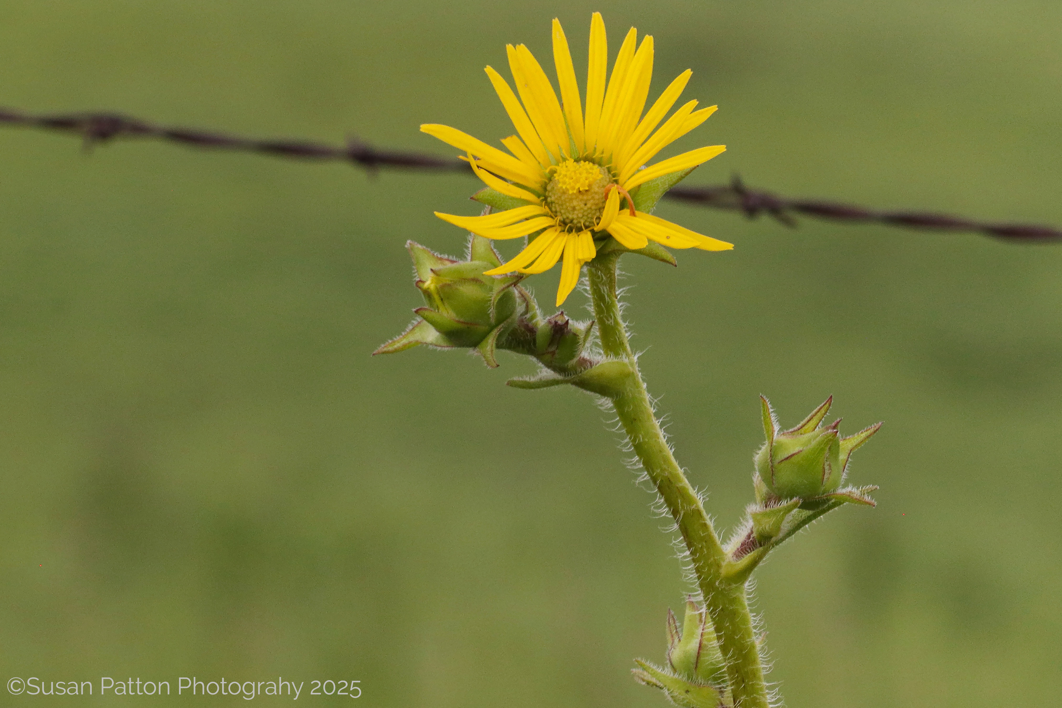 Lone Sunflower photograph taken by Susan Pattonl