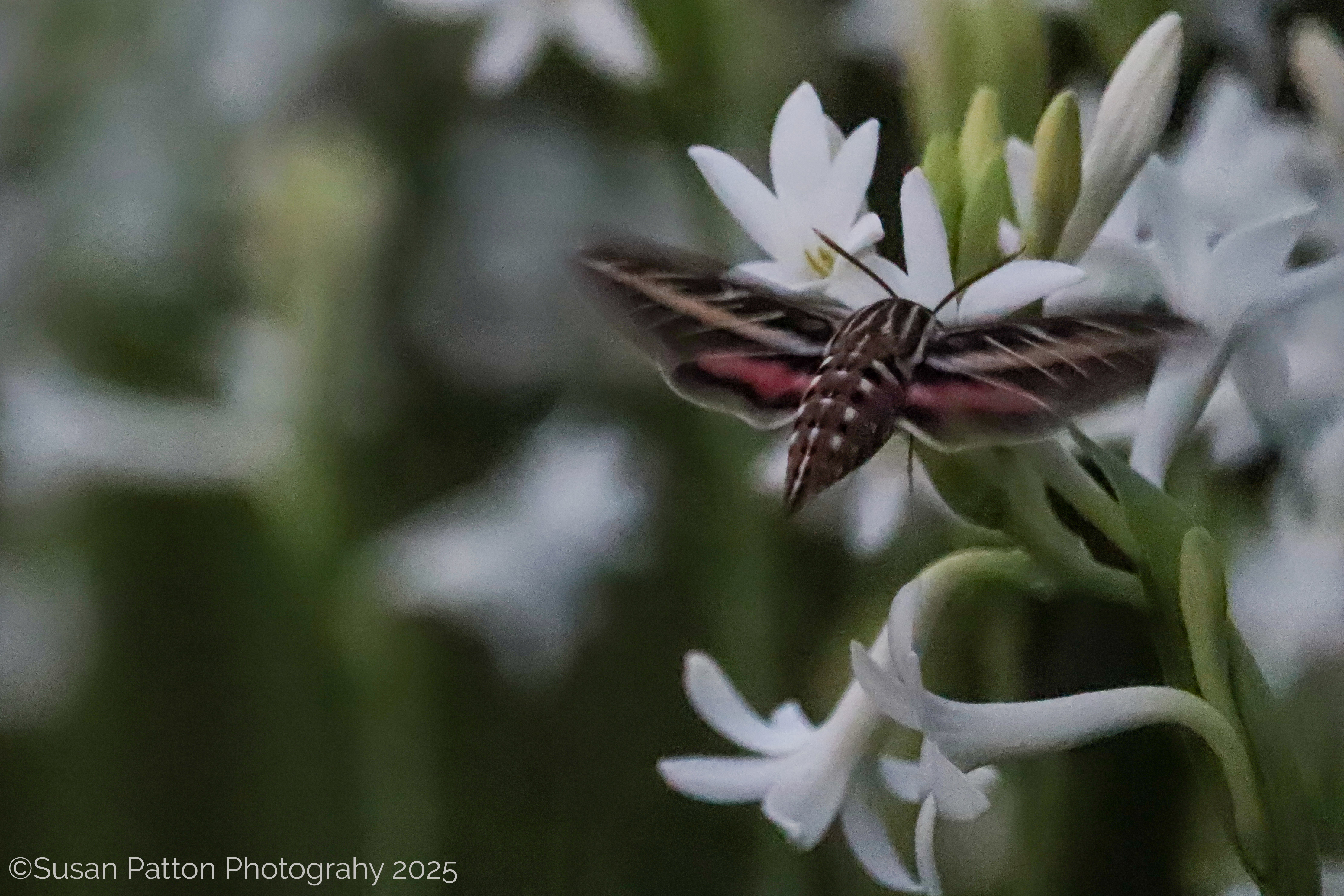 Hummingbird Moth photograph by Susan Patton