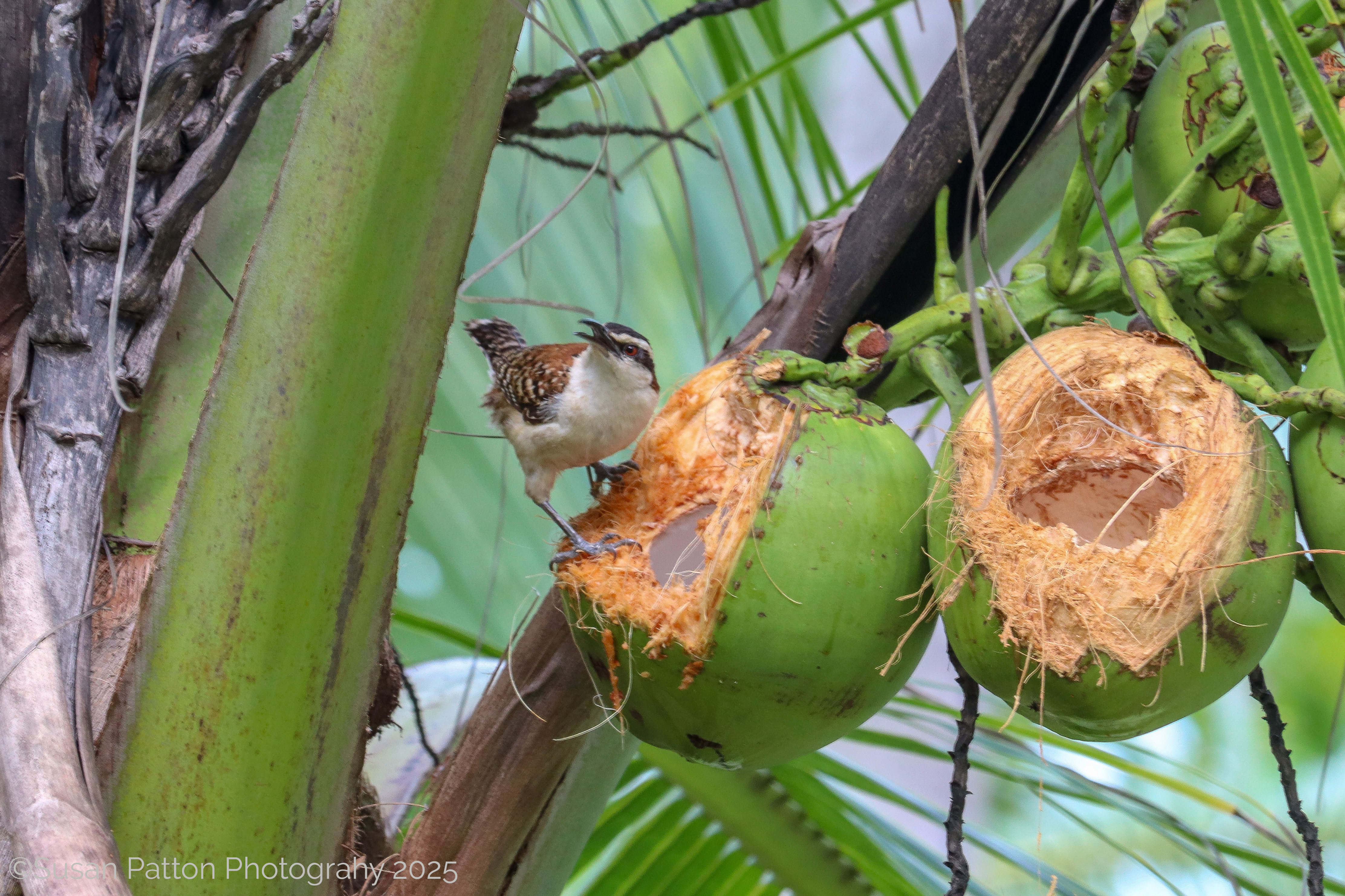 Bird Feasting in Costa Rica photograph taken by Susan Patton