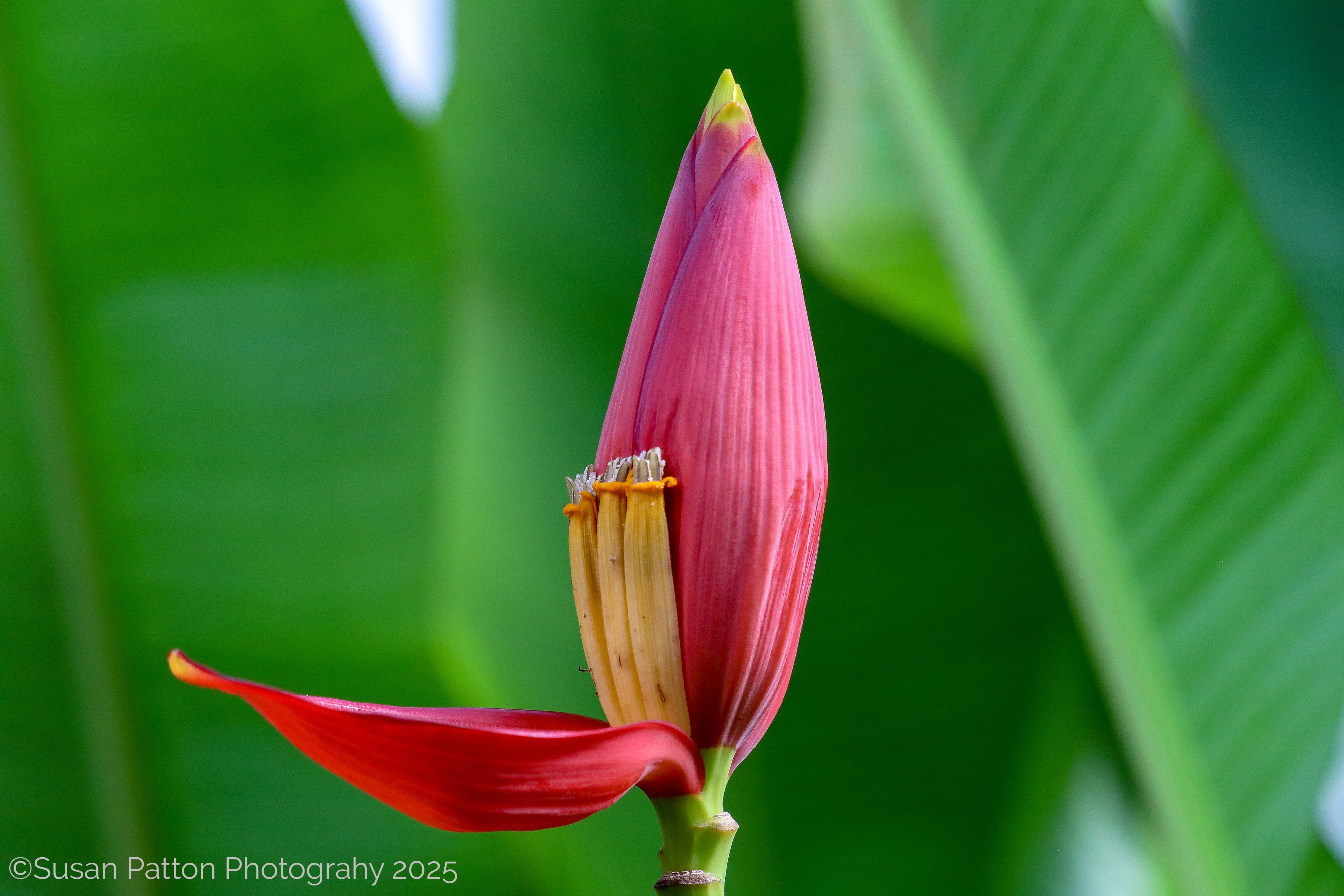 Unusual Flower, Samara, Costa Rica photograph taken by Susan Patton