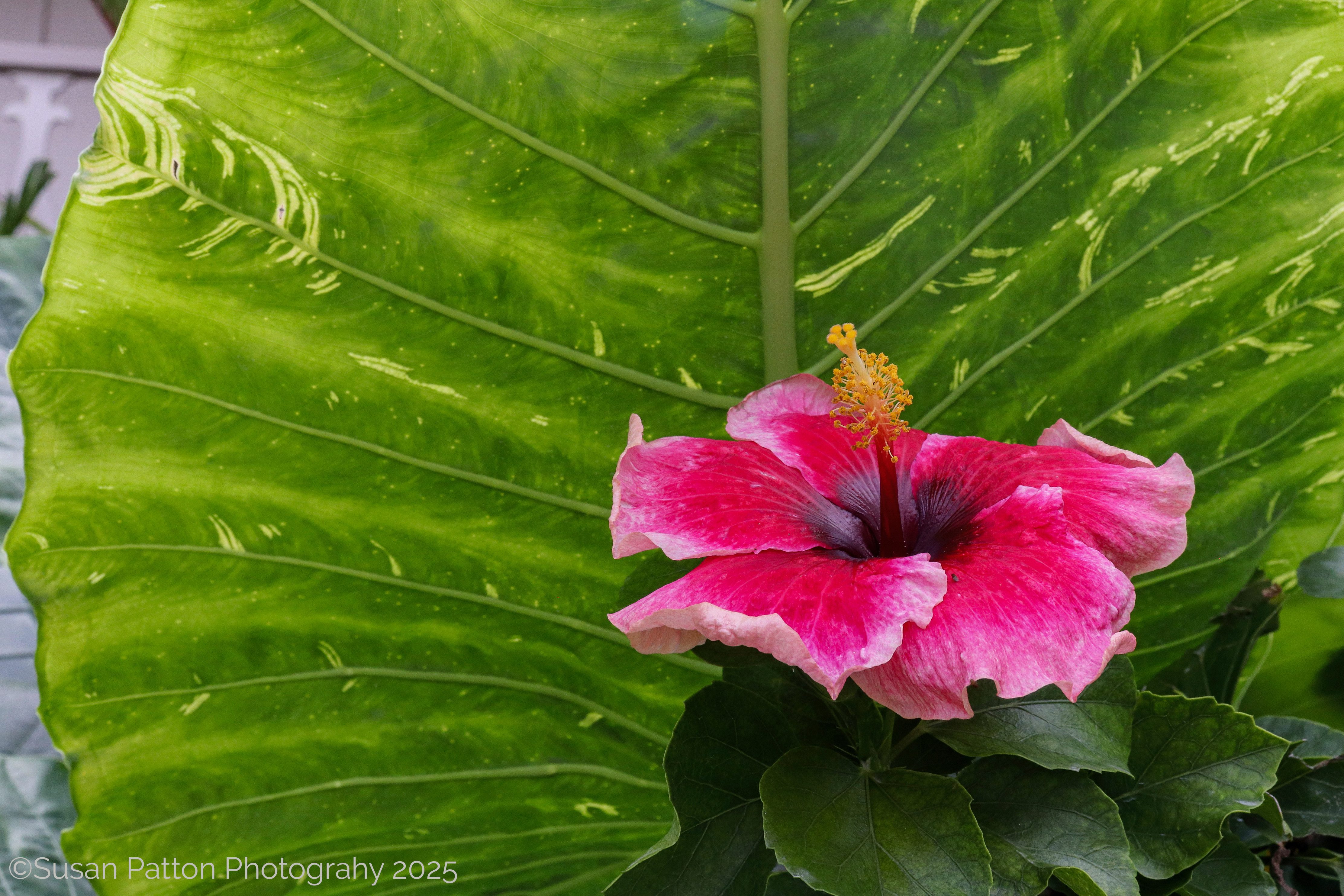 Hibscus, Kauai, Hawaii photograph by Susan Patton