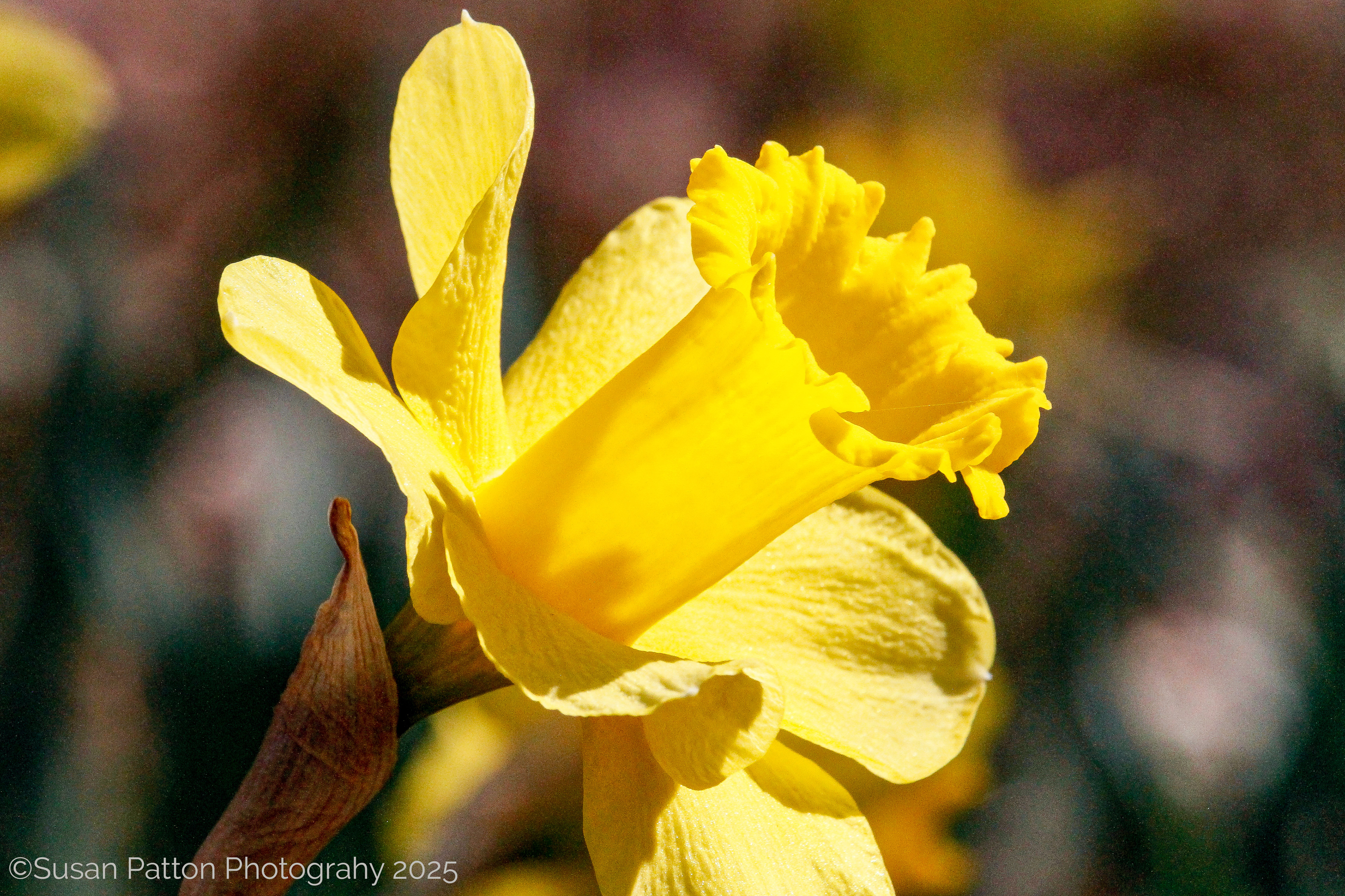 Daffodil photograph by Susan Patton