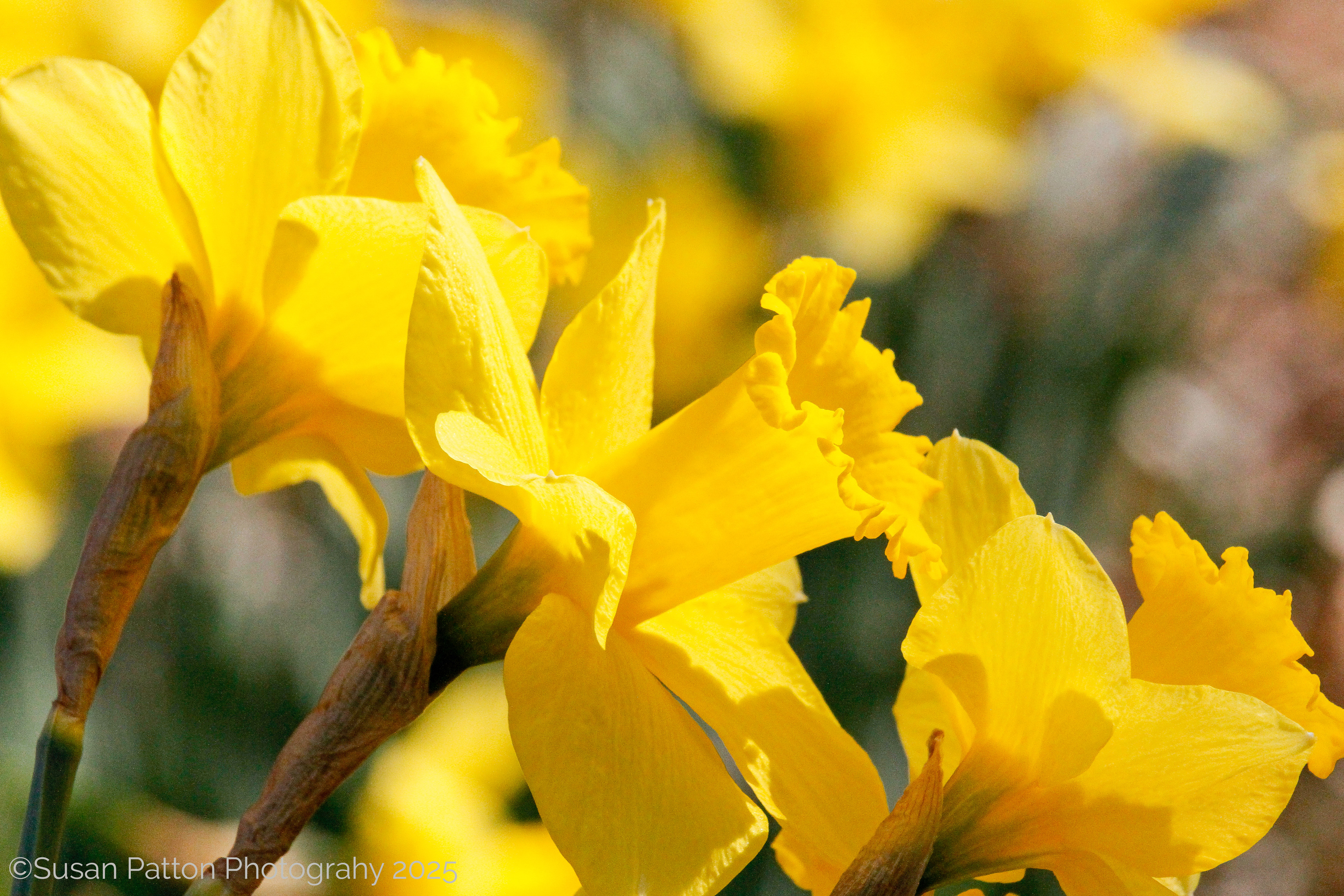 Daffodils photograph by Susan Patton