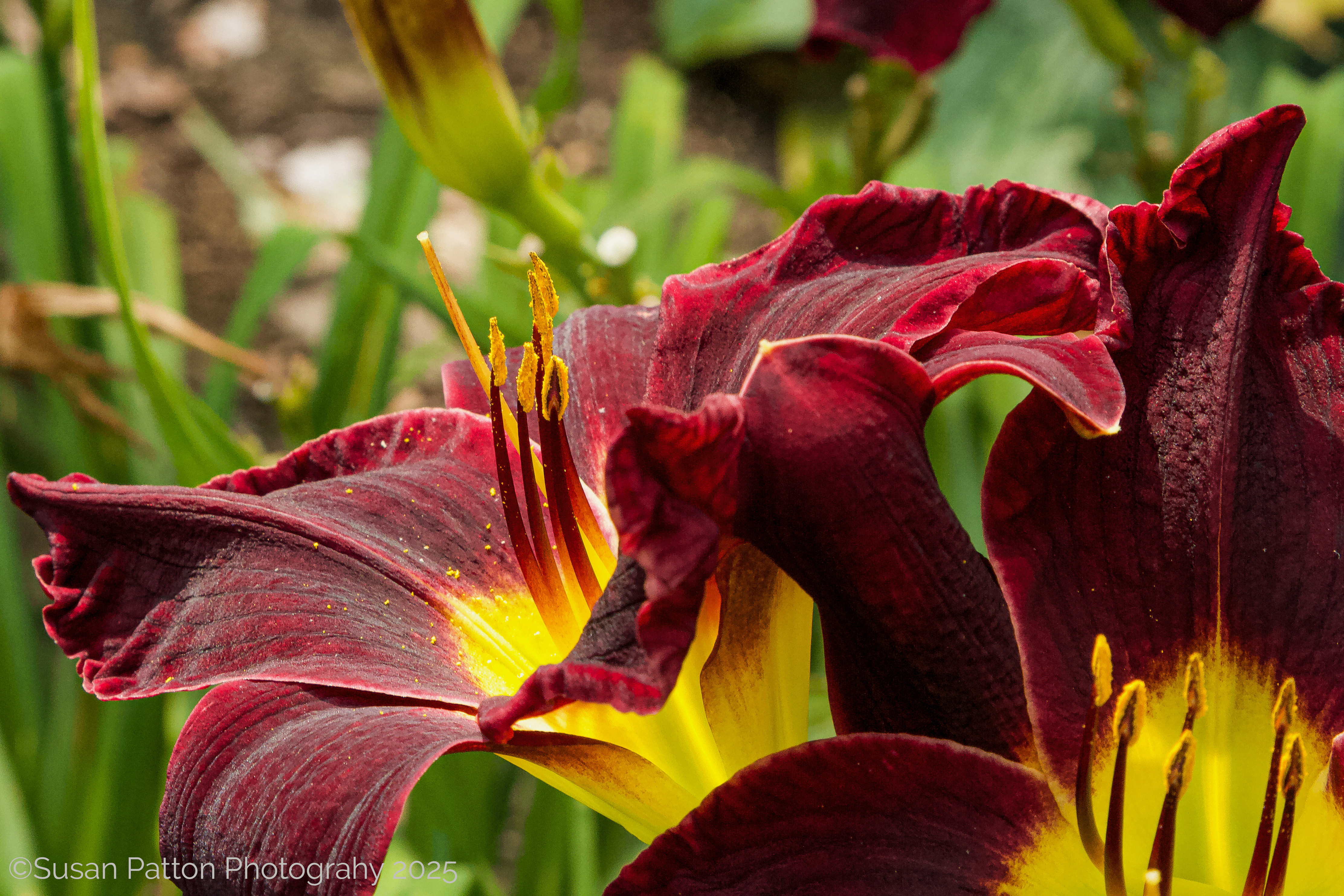 Lily photograph by Susan Patton