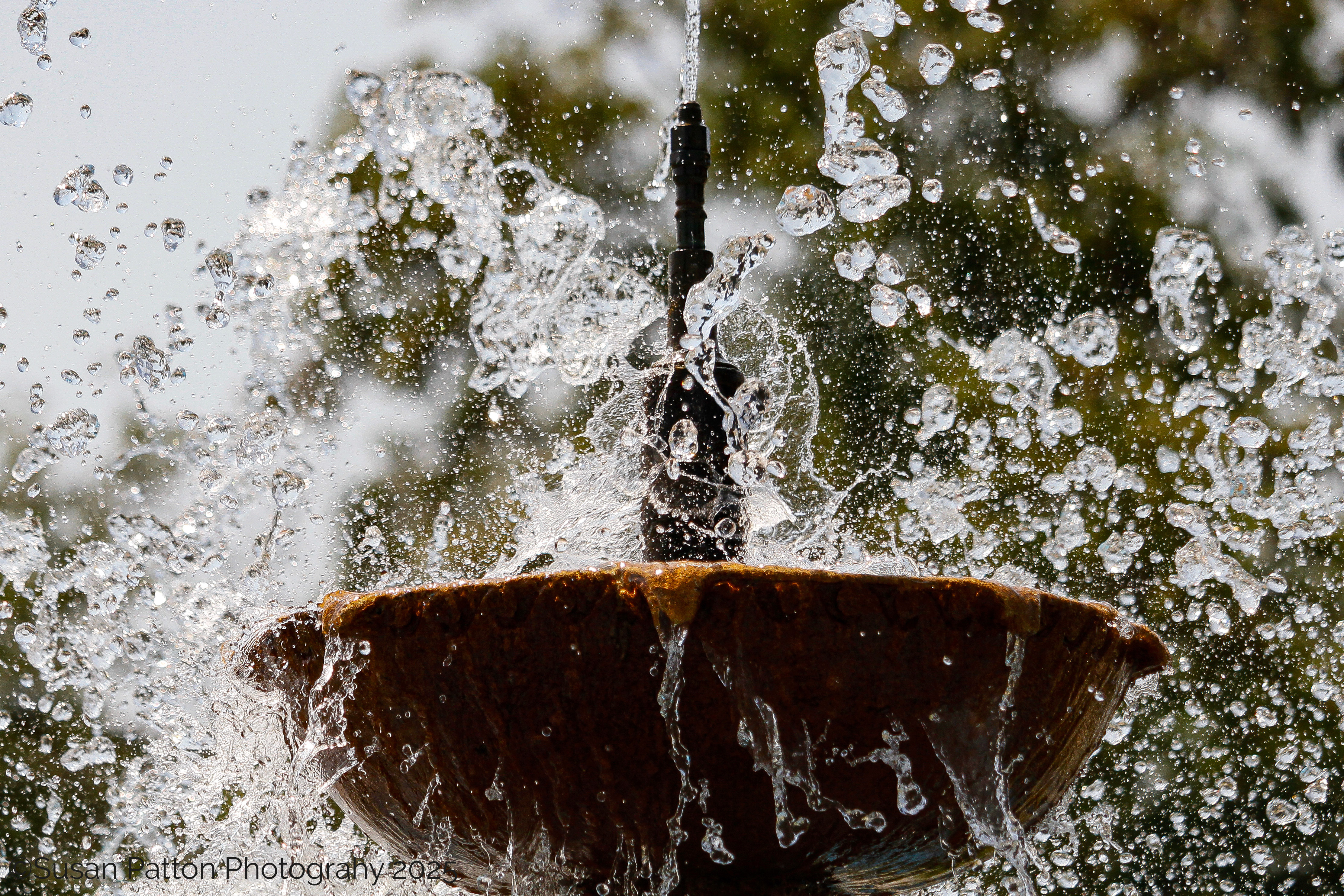 Chi Omega Fountain photograph by Susan Patton