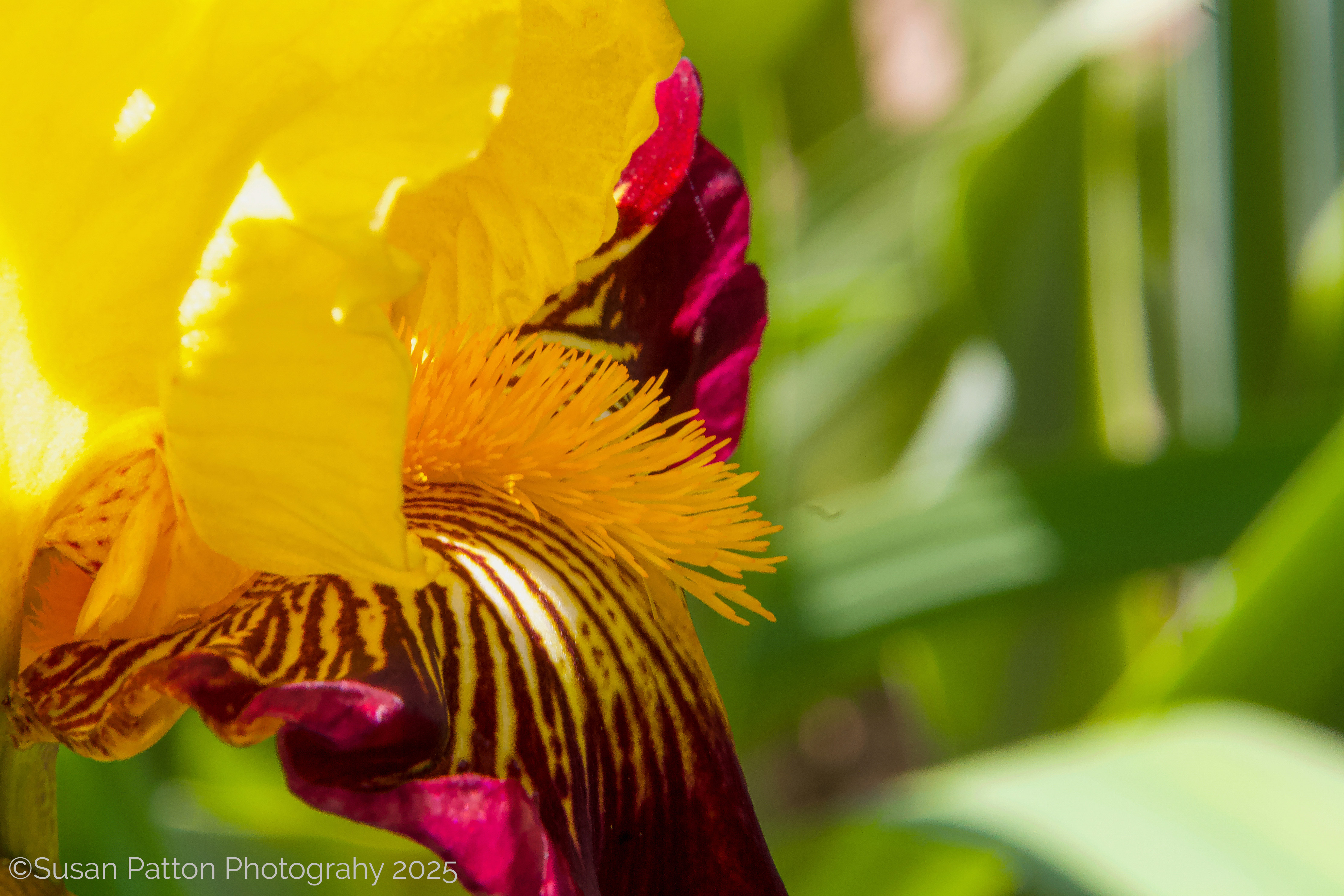 Iris photograph by Susan Patton