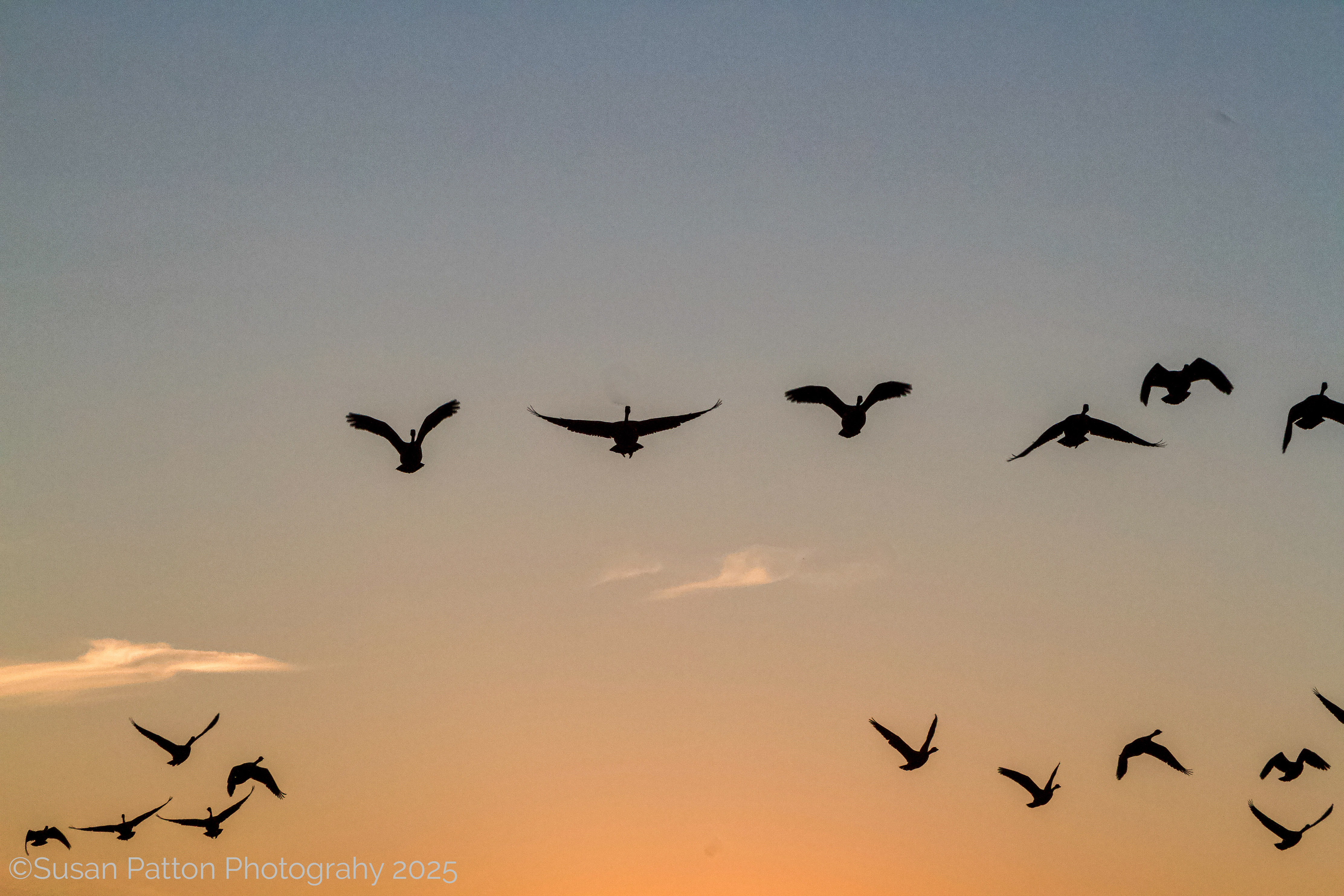 Geese at Sunset photograph by Susan Patton