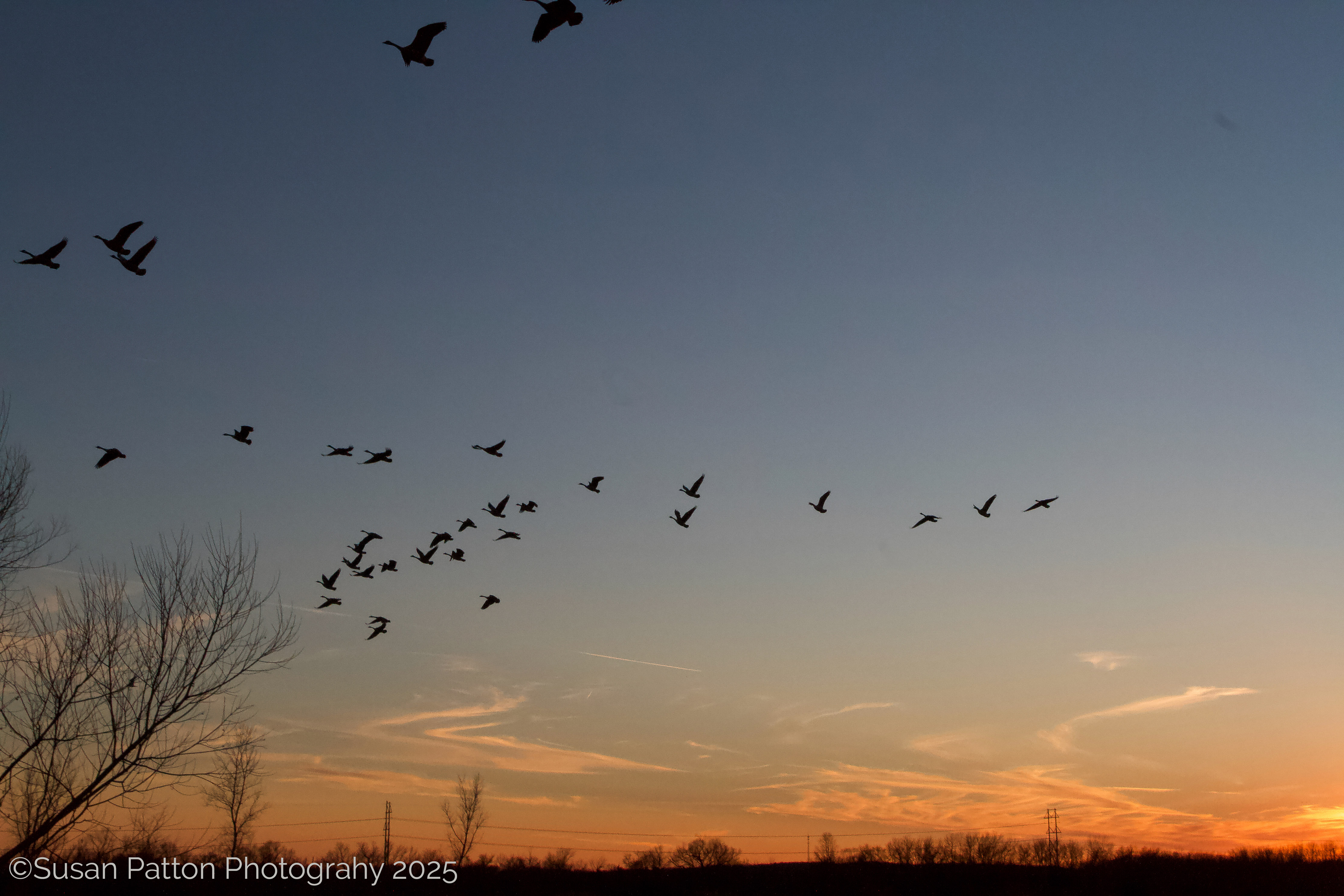 Geese at Sunset photograph by Susan Patton