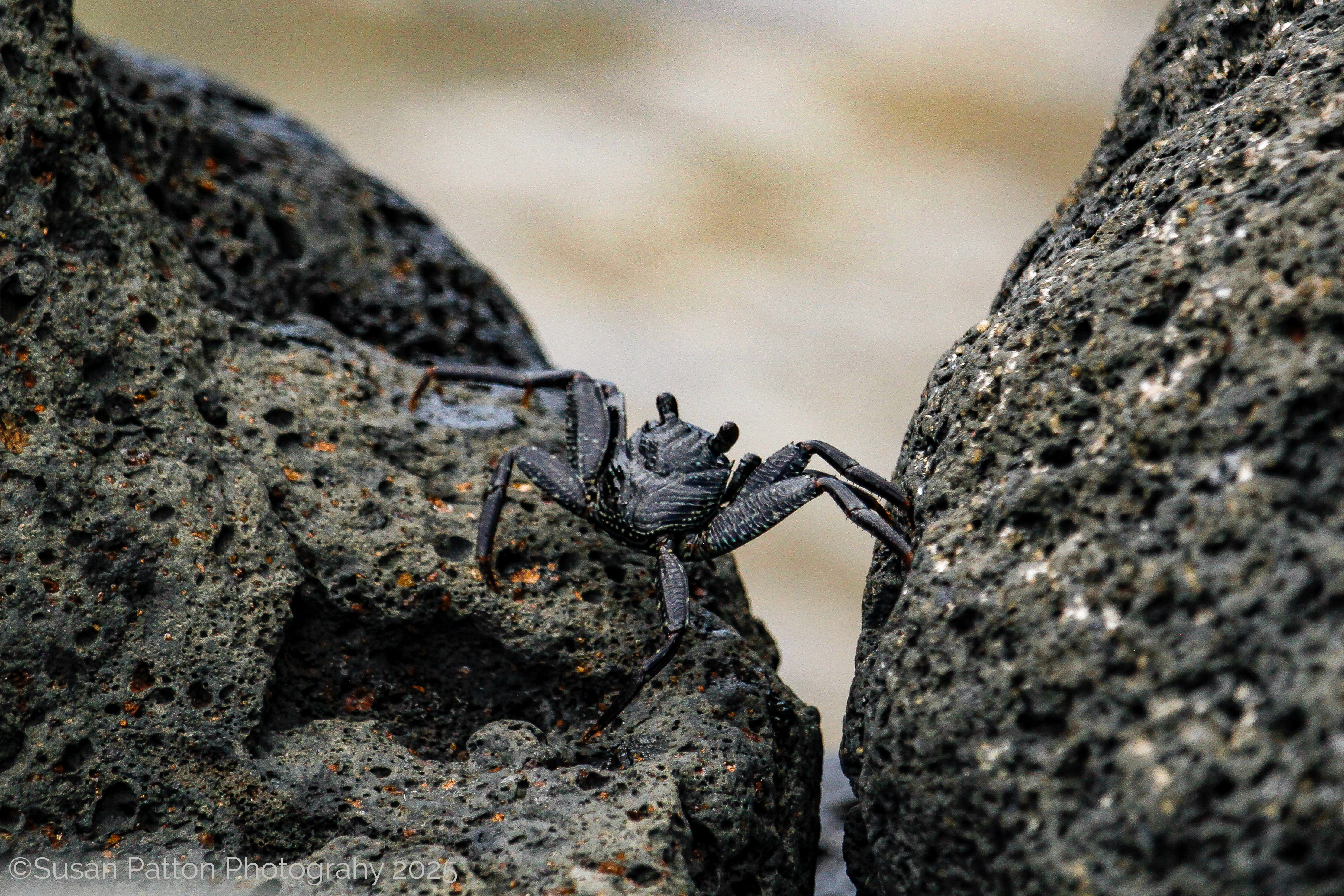 Black Crab photograph taken by Susan Patton