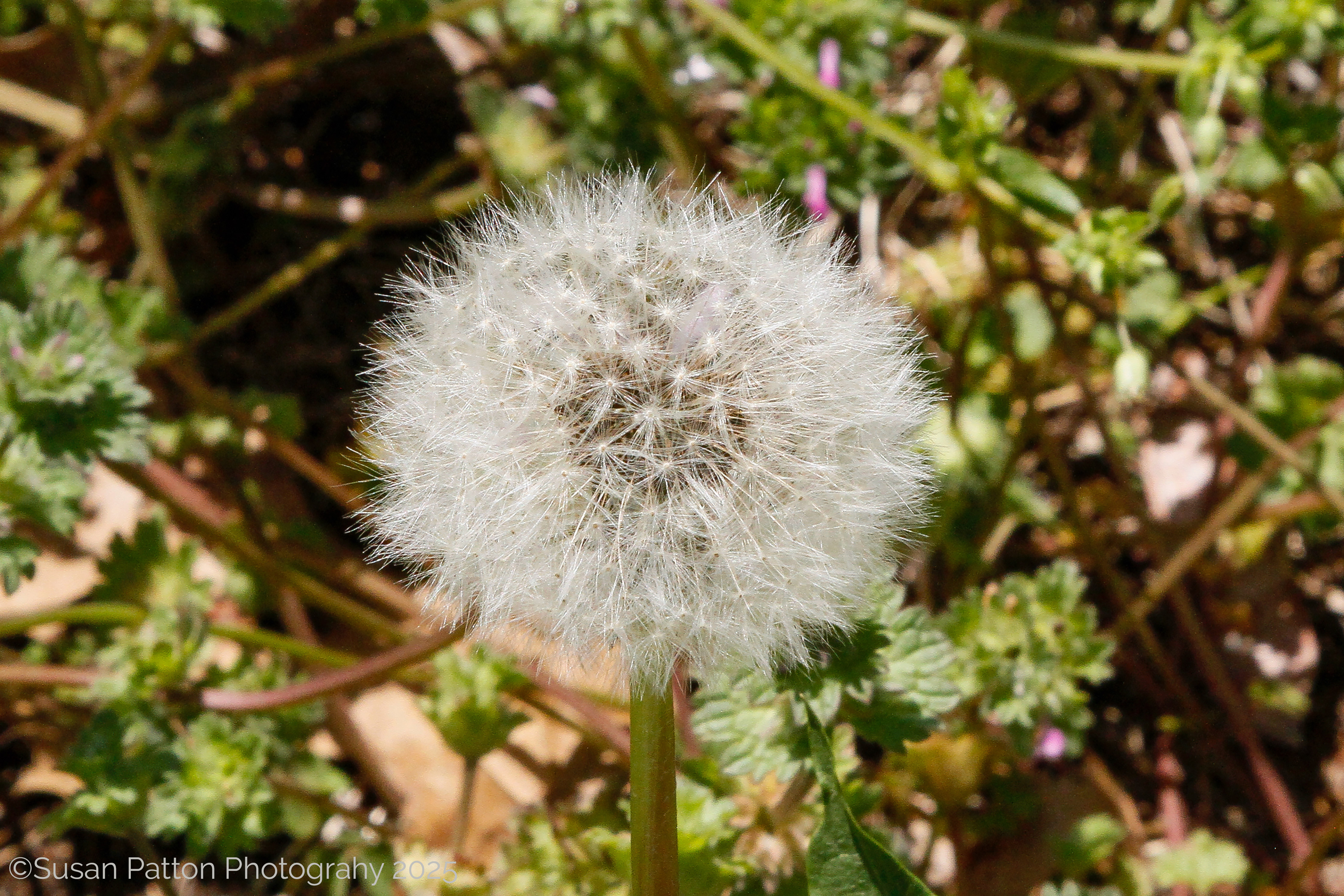 Dandilion photograph by Susan Patton