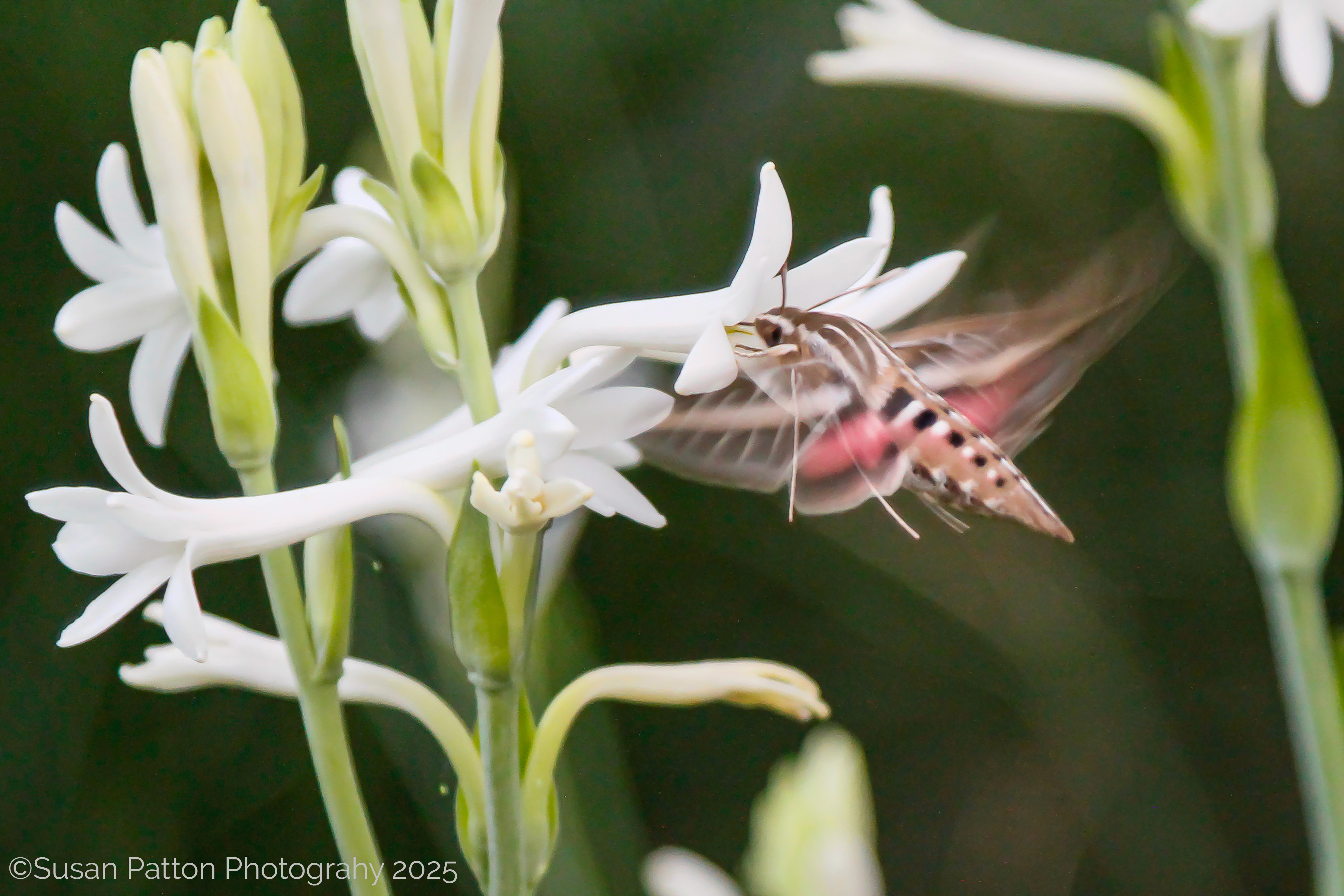 Hummingbird Moth in the Tuberose photograph taken by Susan Patton