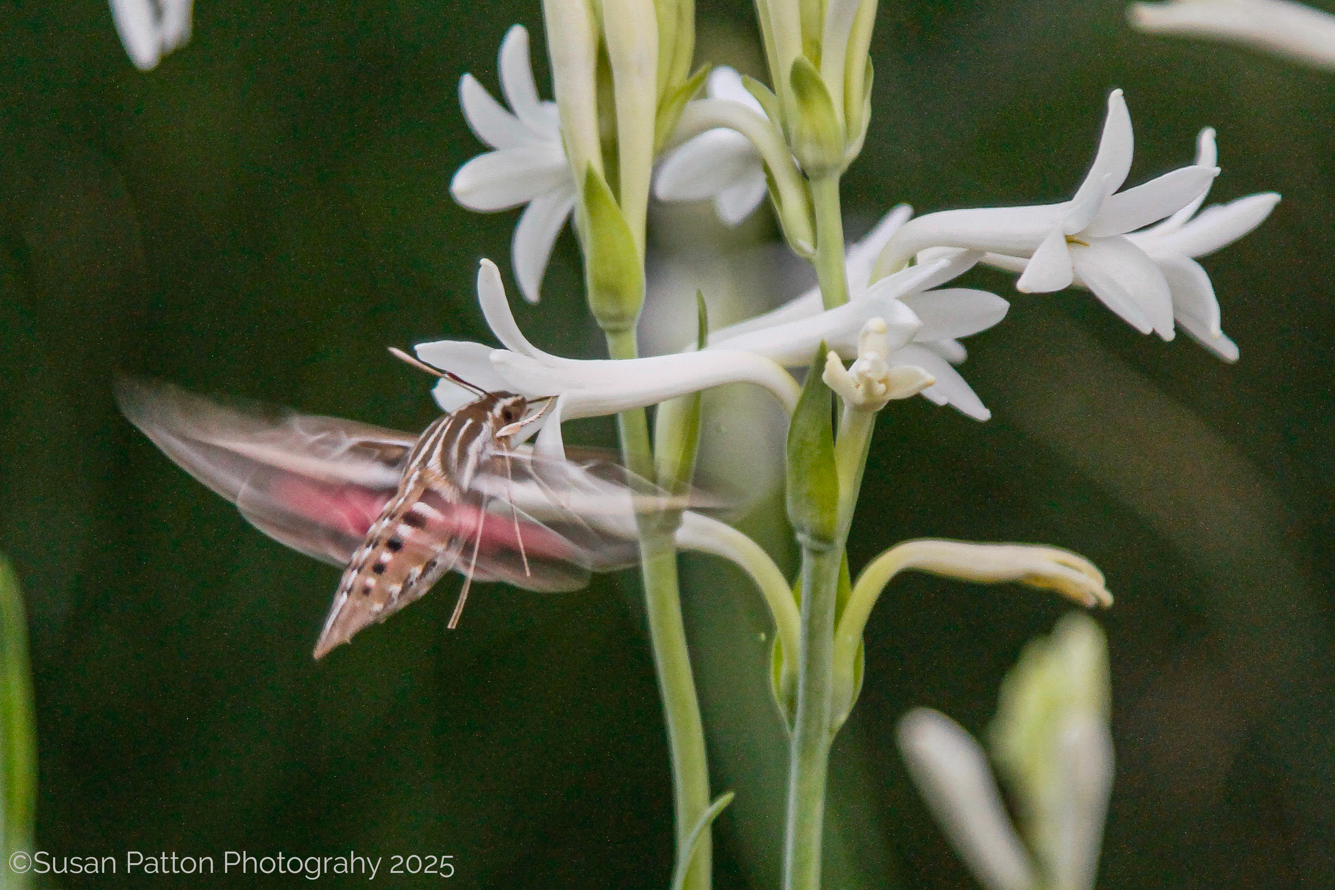 Hummingbird Moth in the Tuberose photograph taken by Susan Patton