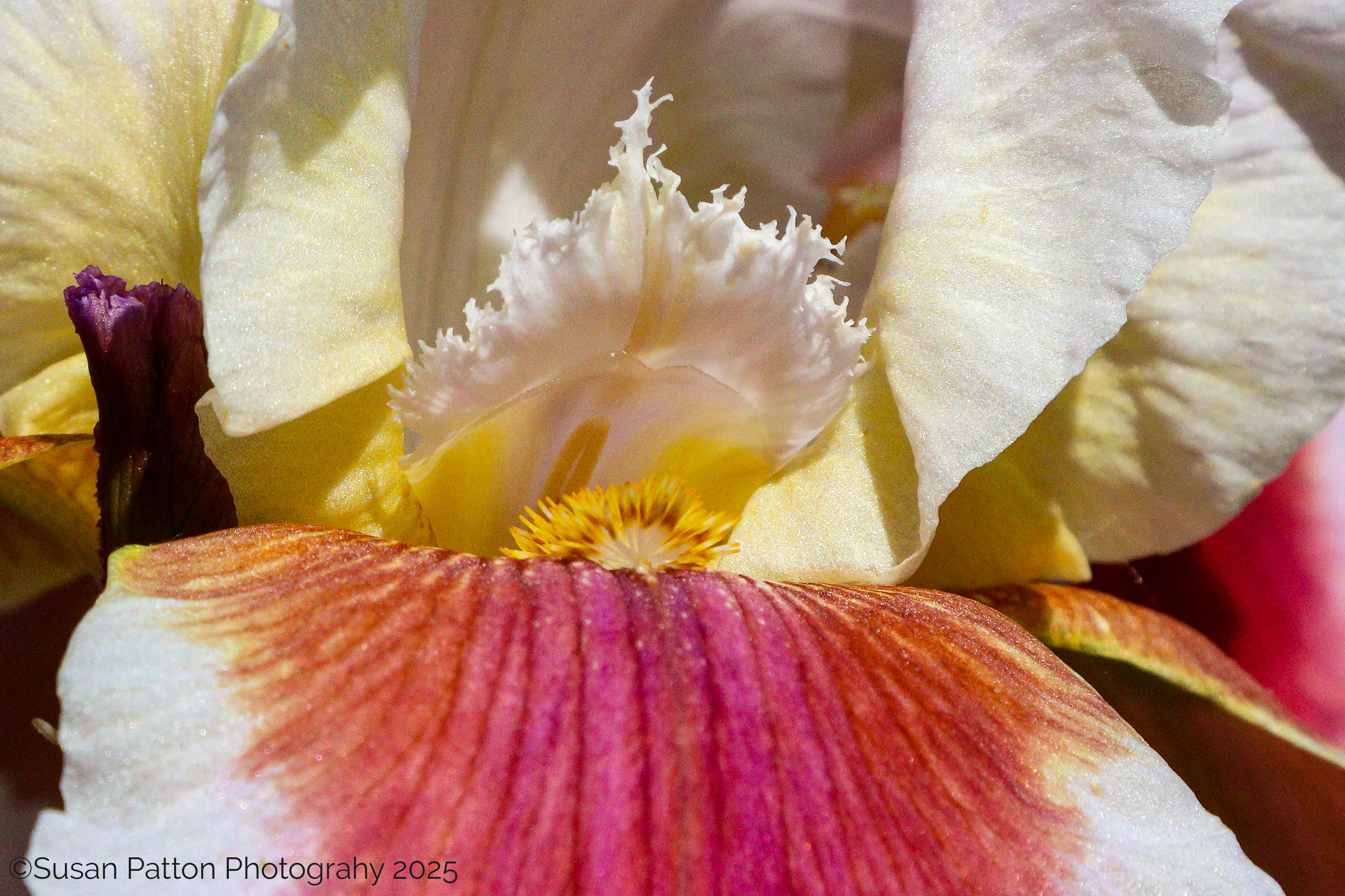 Macro Iris photograph by Susan Patton