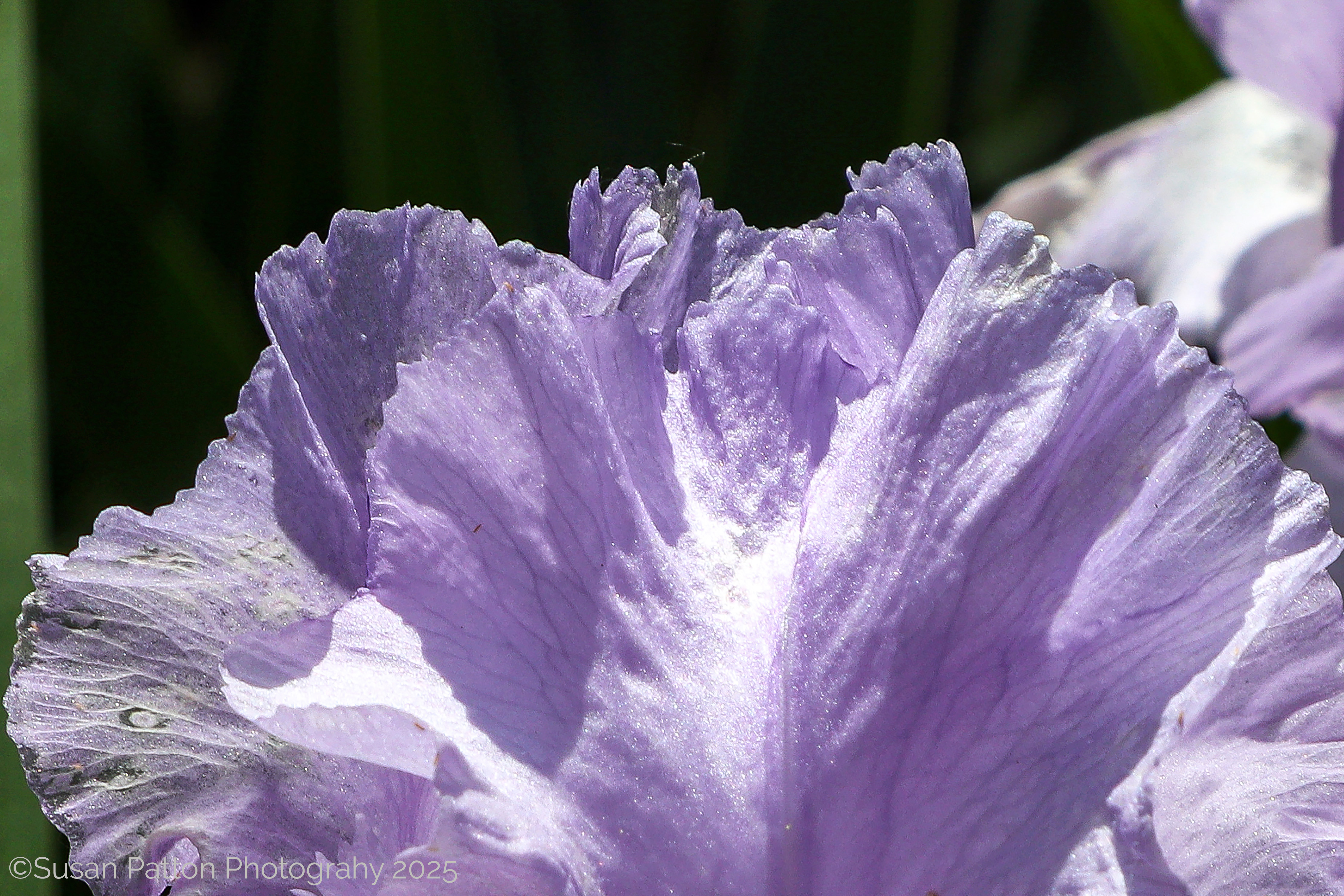 Macro Iris photograph by Susan Patton