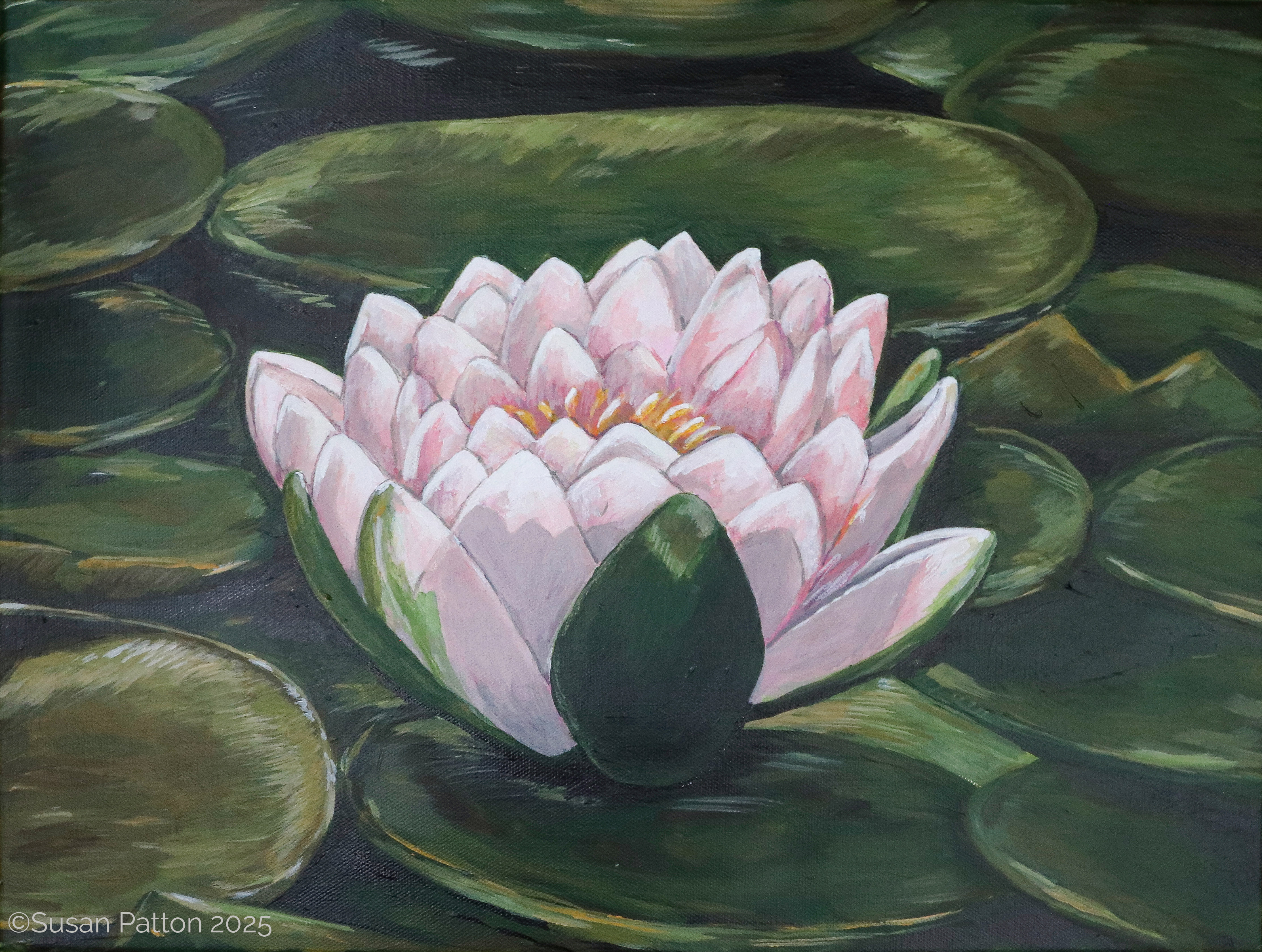 Waterlily painting by Susan Patton